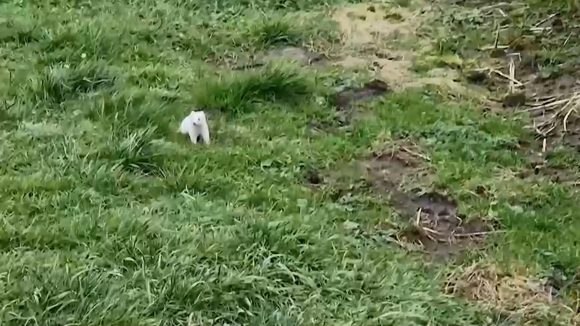 Zeldzame witte hermelijn gefilmd in Glabbeek