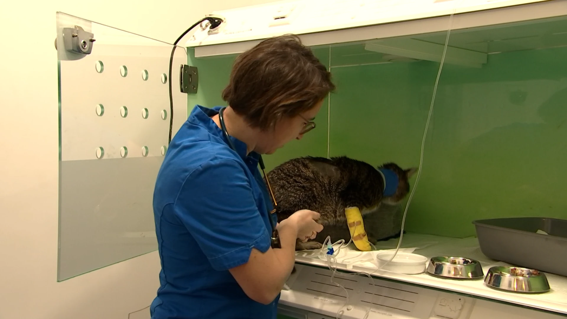 Baasjes van zieke huisdieren kunnen voortaan altijd naar eigen dierenarts bellen voor dringende hulp