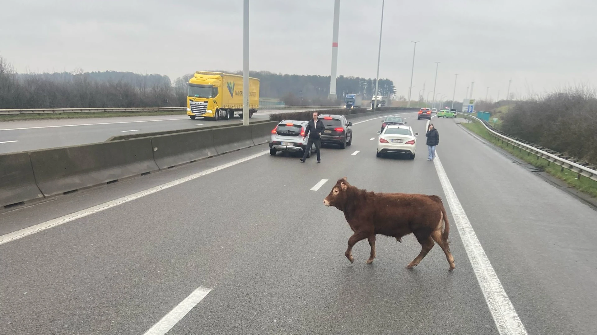 Jonge stier loopt op E314 in Bekkevoort en zorgt voor kleine file richting Hasselt