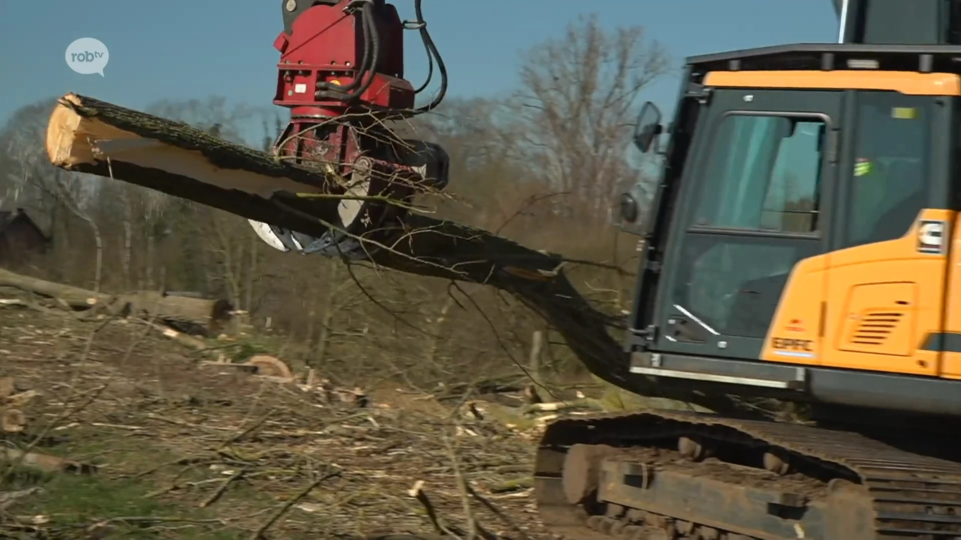 Stad Diest laat meer dan 40 bomen weghalen langs Badstraat: "Zwaar aangetaste exemplaren vormden potentieel gevaar langs populaire traject"