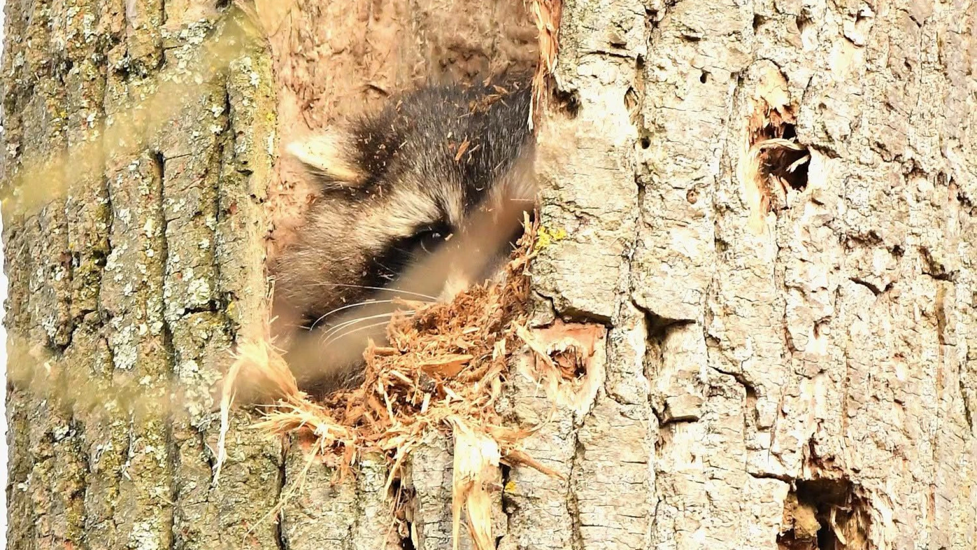 Wasbeer gespot in Demerbroeken in Testelt, stad roept op om bij nieuwe meldingen natuurhulpcentrum te verwittigen