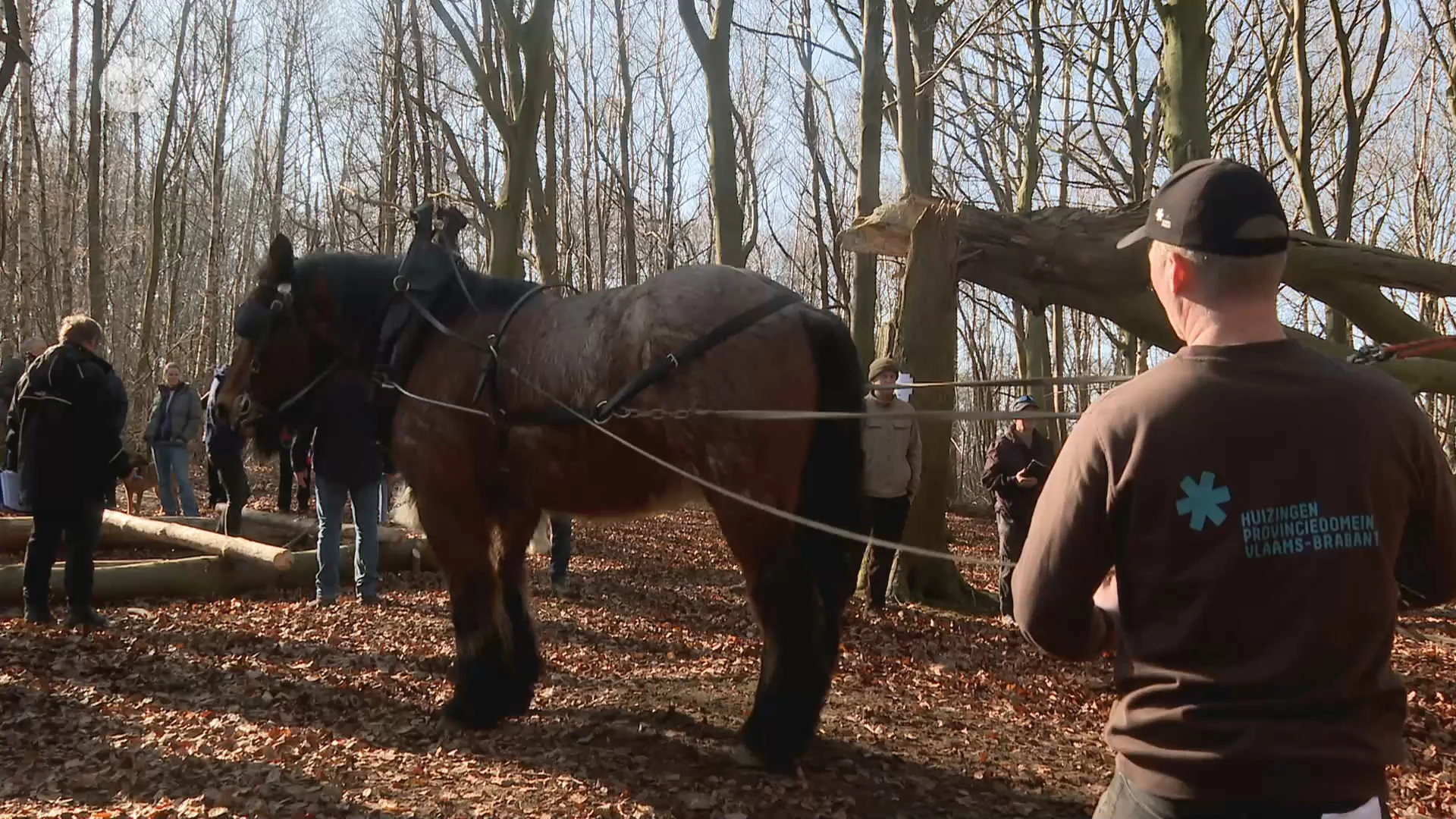 15 trekpaarden nemen deel aan provinciaal kampioenschap boomslepen op Wijngaardberg in Rotselaar