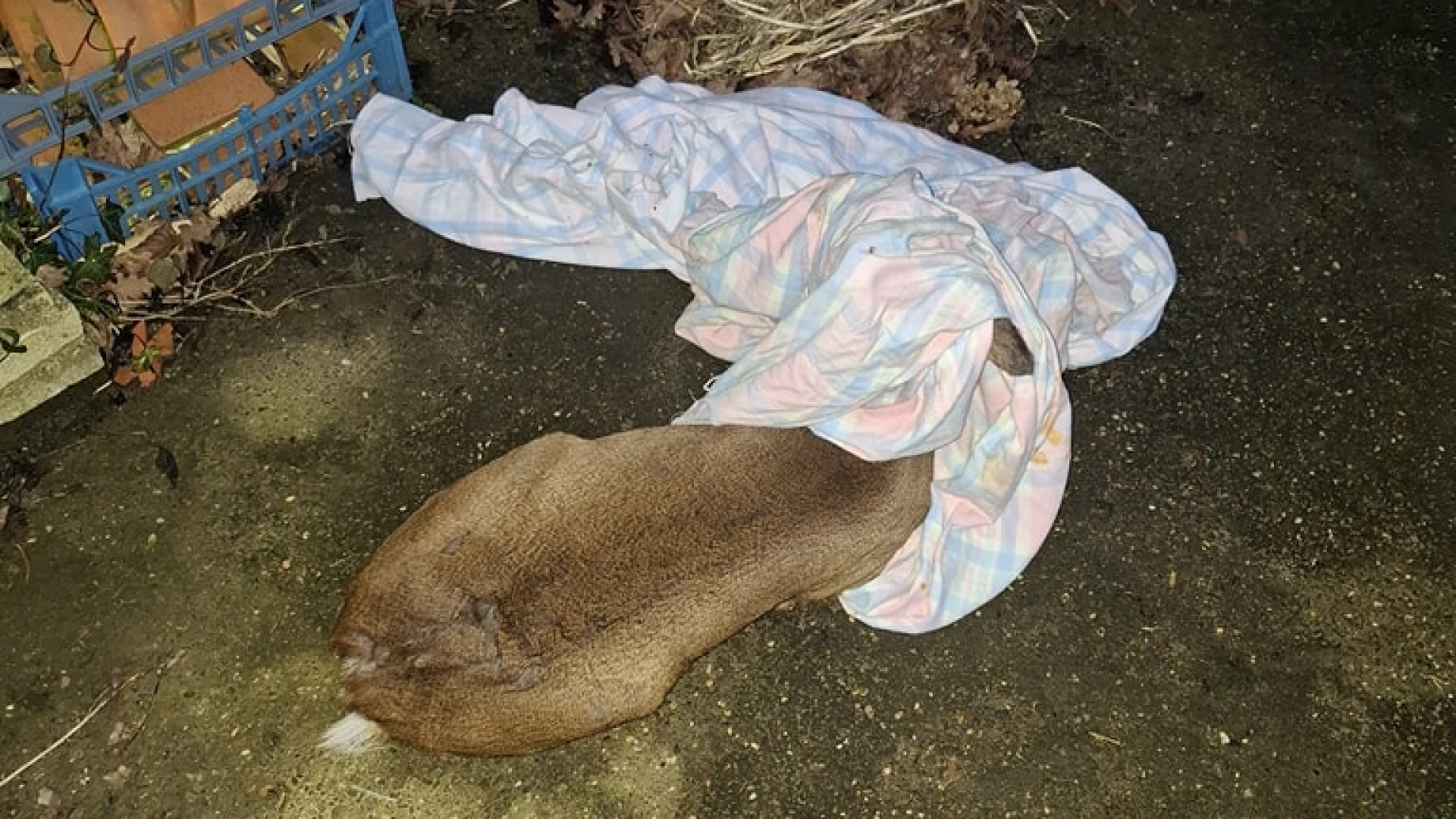 Ree klimt op garage in Lubbeek en valt van dak