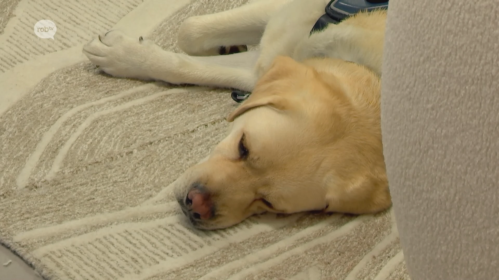 Belgisch Centrum voor Geleidehonden en haar vrijwilligers