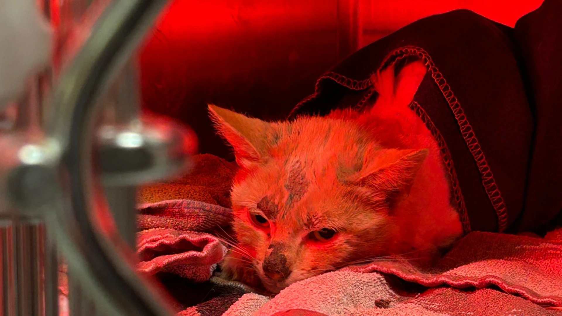 Katje Koekie na val van 20 meter in Bekkevoort aan beterhand, giften voor vzw Cattitude blijven welkom