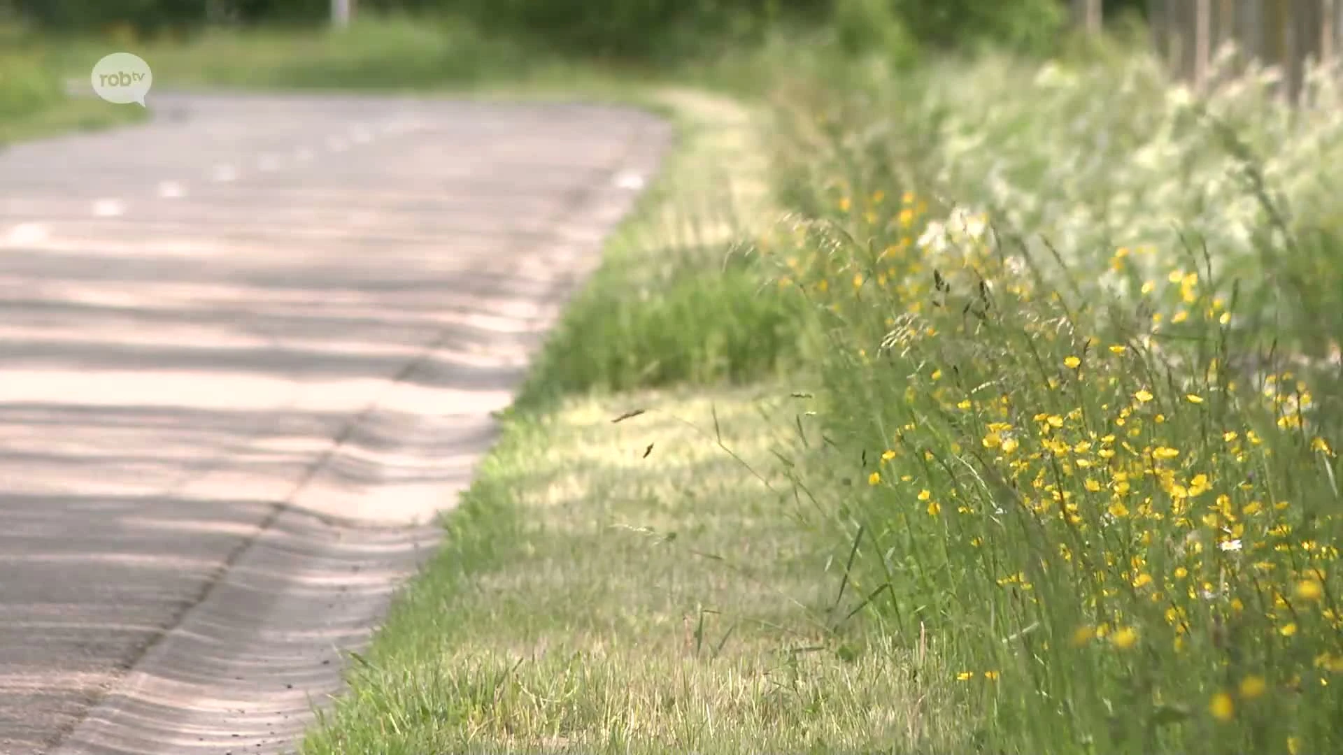 Zoutleeuw hanteert "bermbeheerplan" om bermen te maaien: "Ruimte voor veiligheid én biodiversiteit"