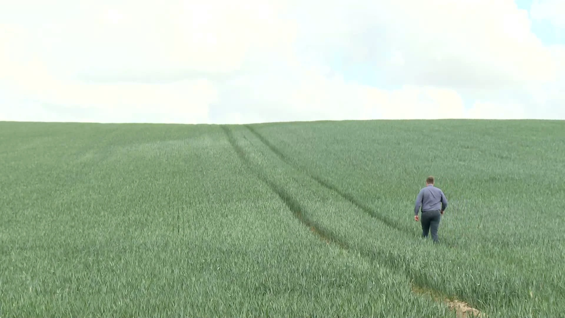 Oost-Brabantse landbouwers vrezen voor lagere graanoogst door droogte: "Al houden onze gronden best veel vocht"