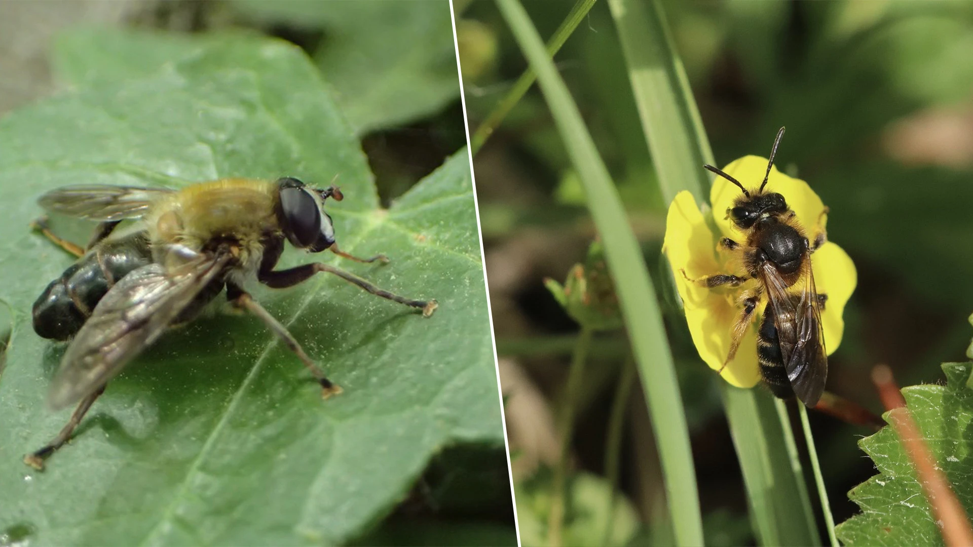 Zeldzame Bijmallota en Sporkehoutzandbij gespot in Vorsdonkbos tijdens Week van de Biodiversiteit
