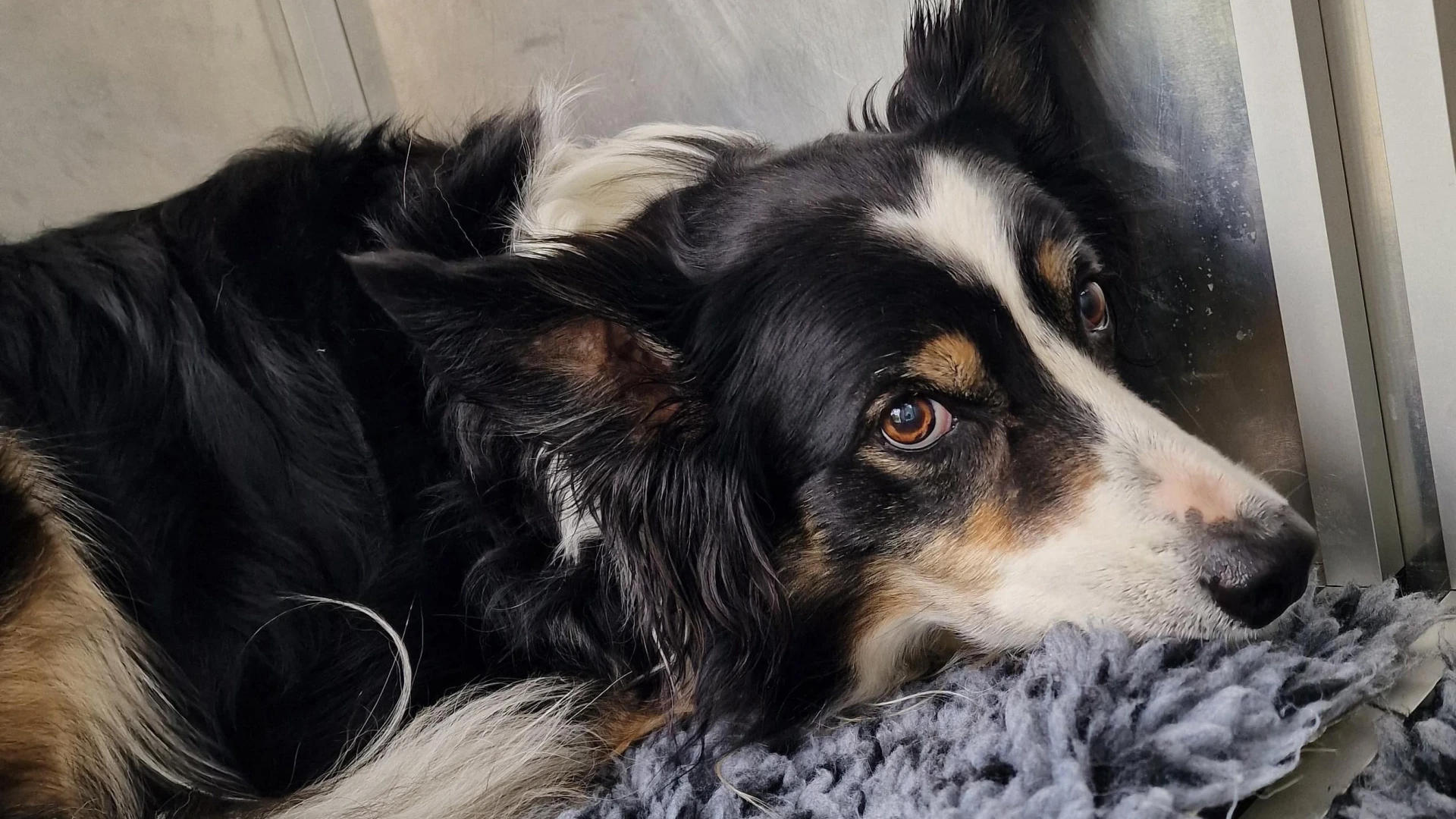 VZW Dierenasiel Tienen roept op om chips van huisdieren te controleren: "Wekelijks dieren binnen waarvan gegevens op chip niet kloppen"