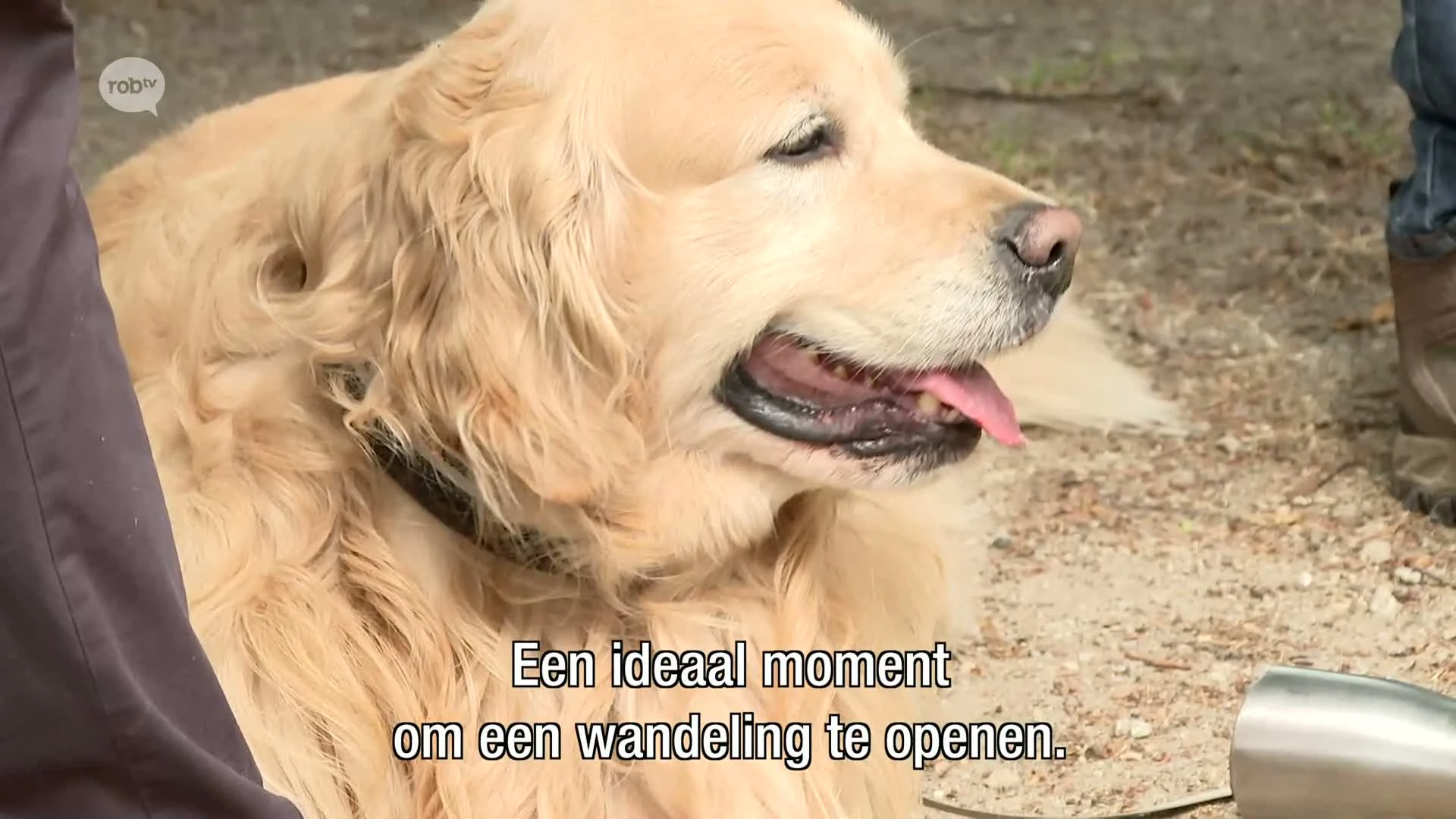 De Donjon Ter Heidewandeling is de nieuwe wandelroute van Rotselaar: "Dat ontbrak hier echt"