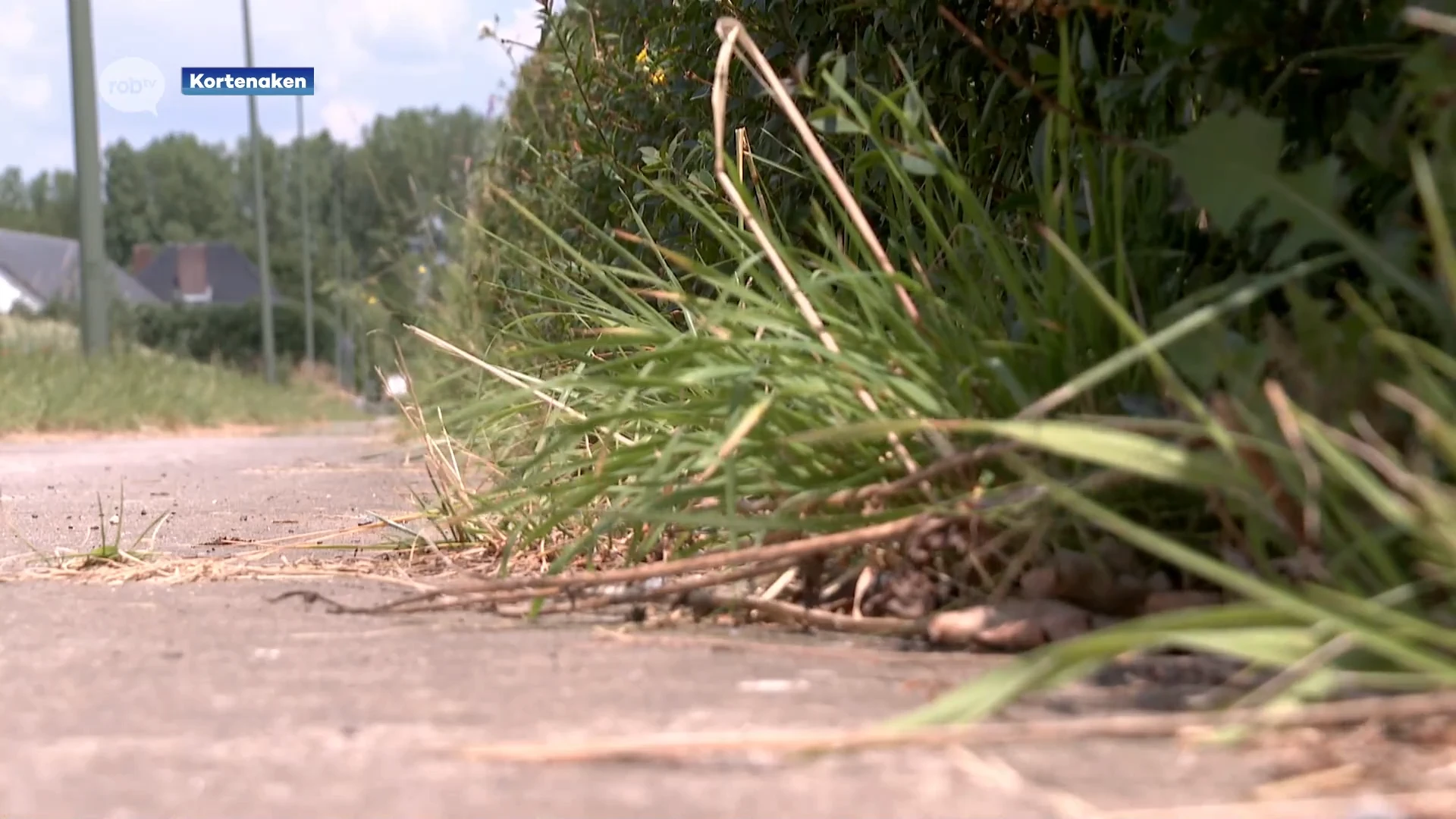 Kortenaken stelt aannemer in gebreke die de hagen moet snoeien