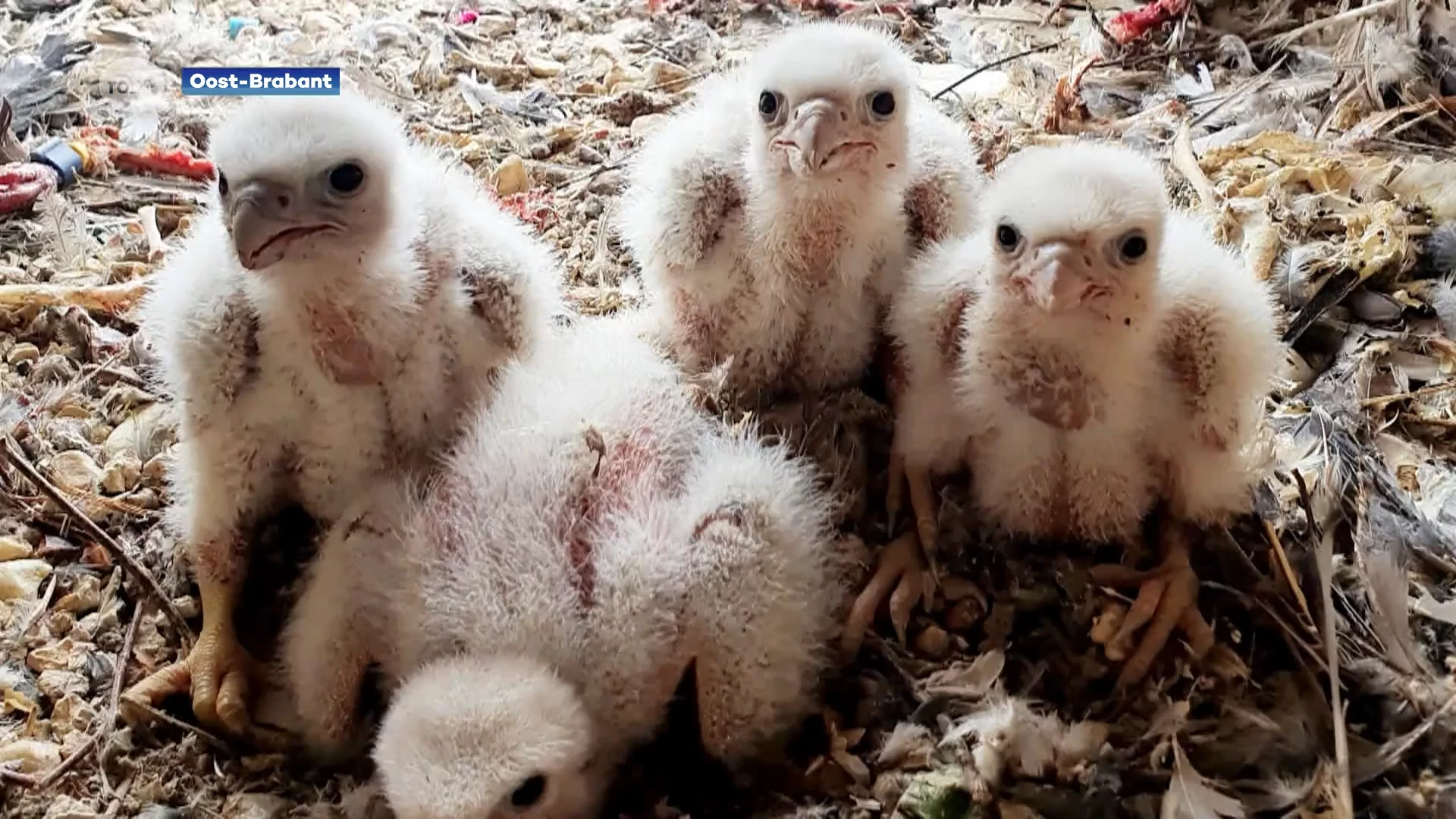 Het gaat goed met de slechtvalken in Oost-Brabant: dit jaar 33 jongen geboren