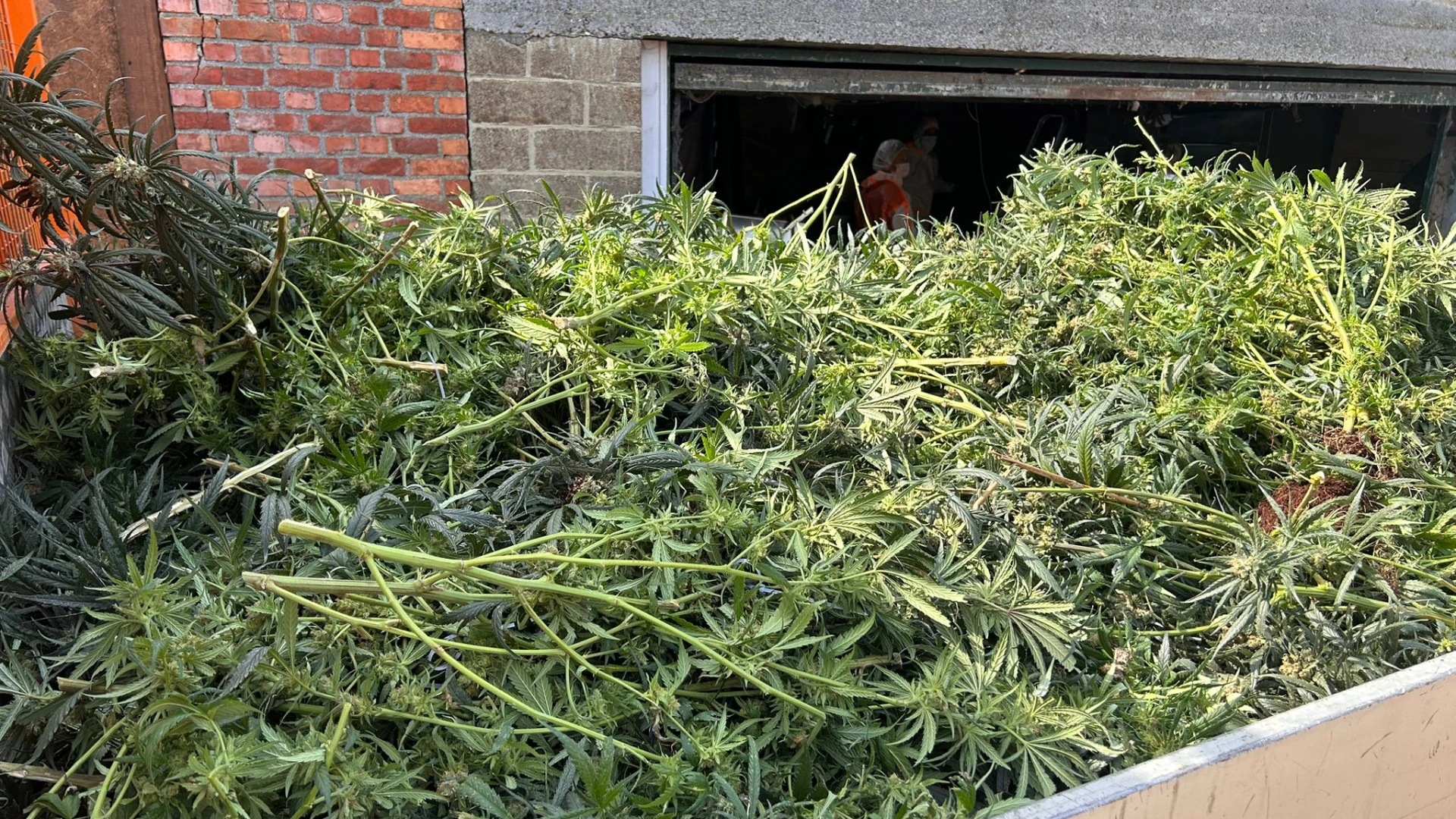 Speurders rollen plantage met honderden cannabisplanten op pal in centrum van Zichem