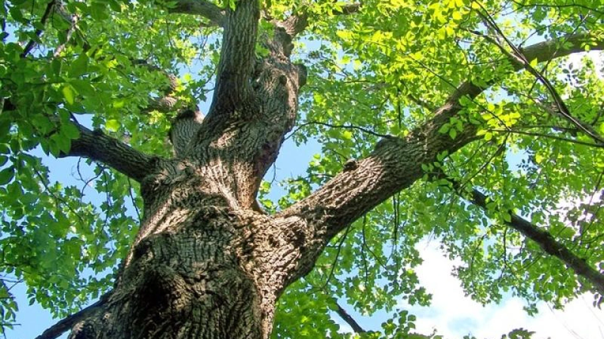 Rotselaar wil waardevolle bomen gaan inventariseren en beschermen via het nieuwe project 'Houtig Erfgoed Leeft'