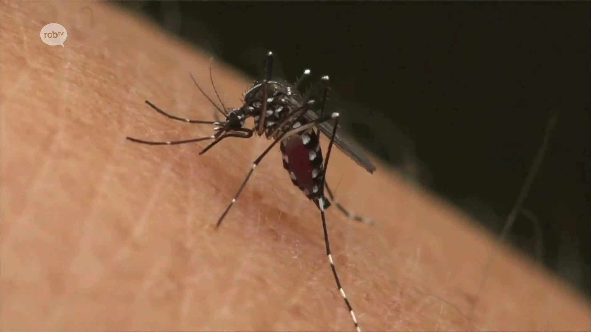 Medicijn tegen meest ernstige vorm malaria gevonden?