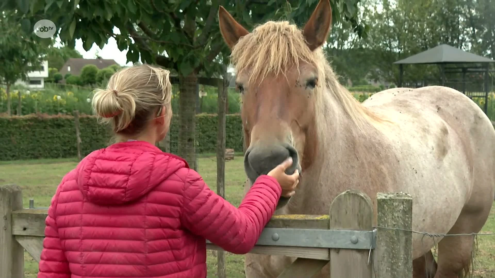 Na tocht van 3,5 maanden door alle Vlaamse provincies trekt Hilse De Groote door onze regio met trekpaard: "Ik wil bijzondere verhalen over trekpaarden sprokkelen voor het museum van mijn grootvader"