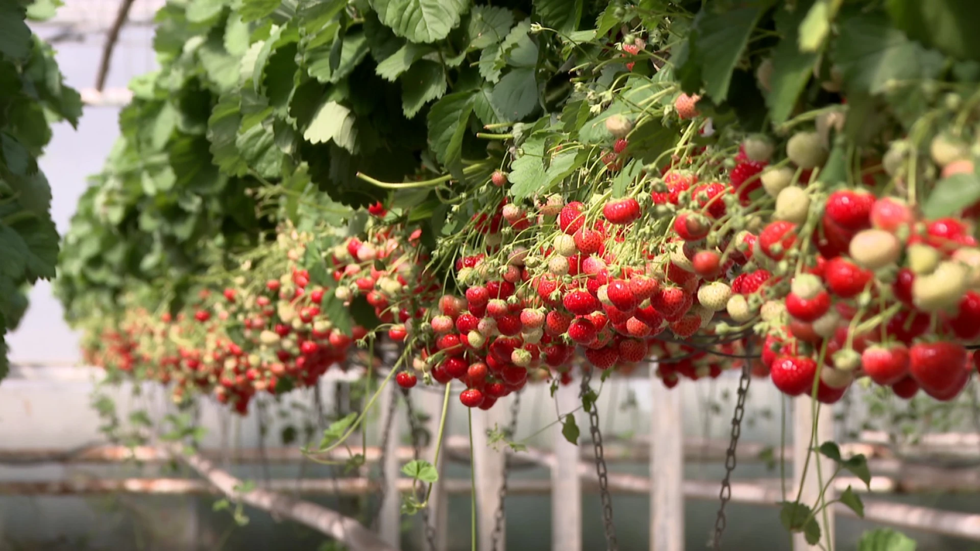 Voedselbank "Houden van Mensen" in Zichem deelt aardbeien en kersen uit met opbrengst paasactie Rotary Hageland