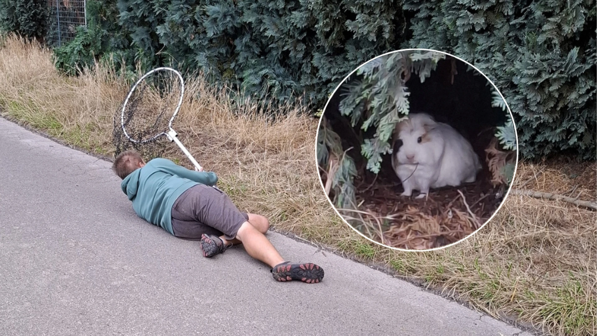 Animal Rescue Service vzw vangt 5 gedumpte cavia's in Landen: "Vrouwtje vanmorgen bevallen van 4 jongen"