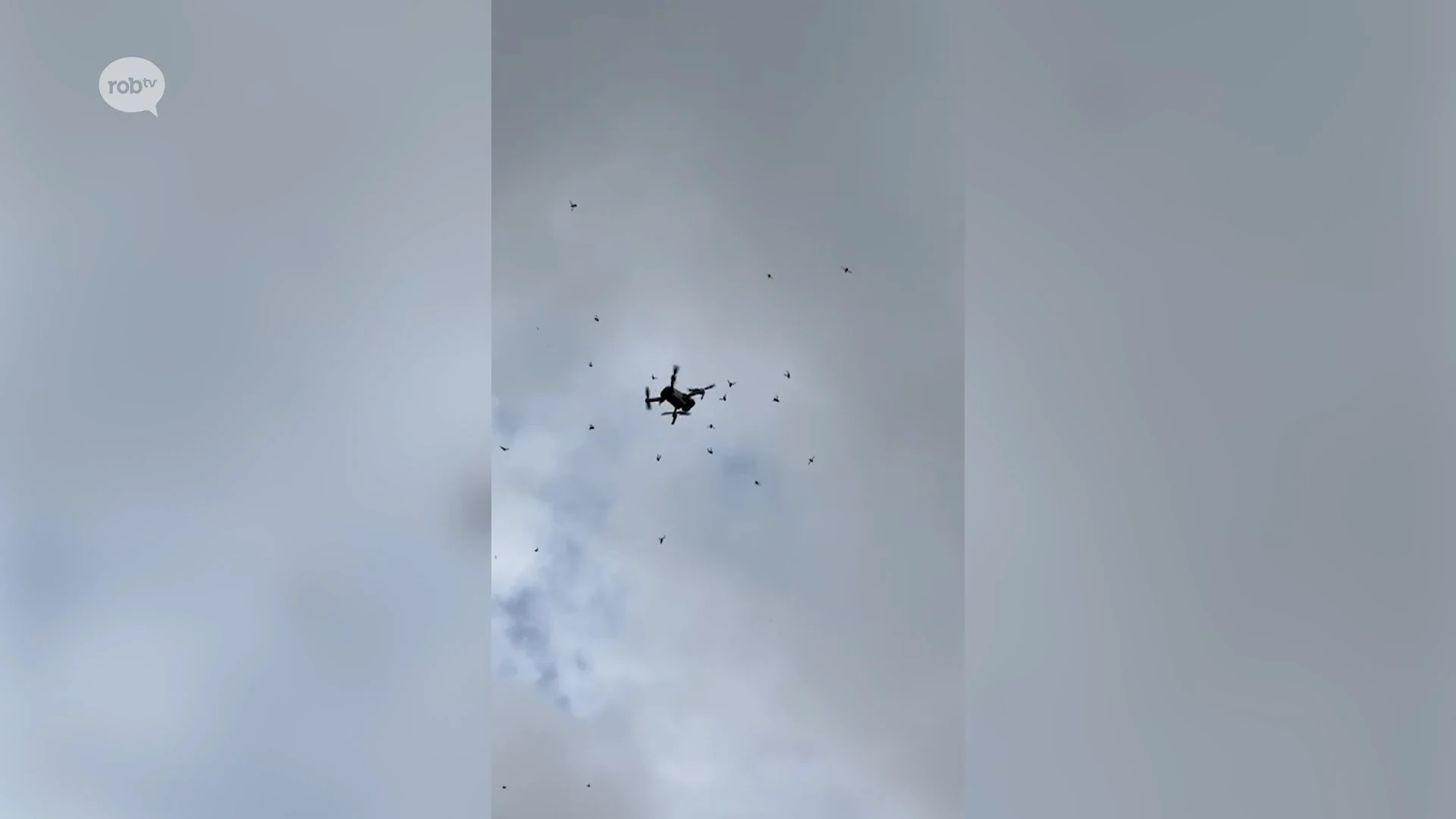 Drone aangevallen door zwerm Aziatische hoornaars in Bekkevoort