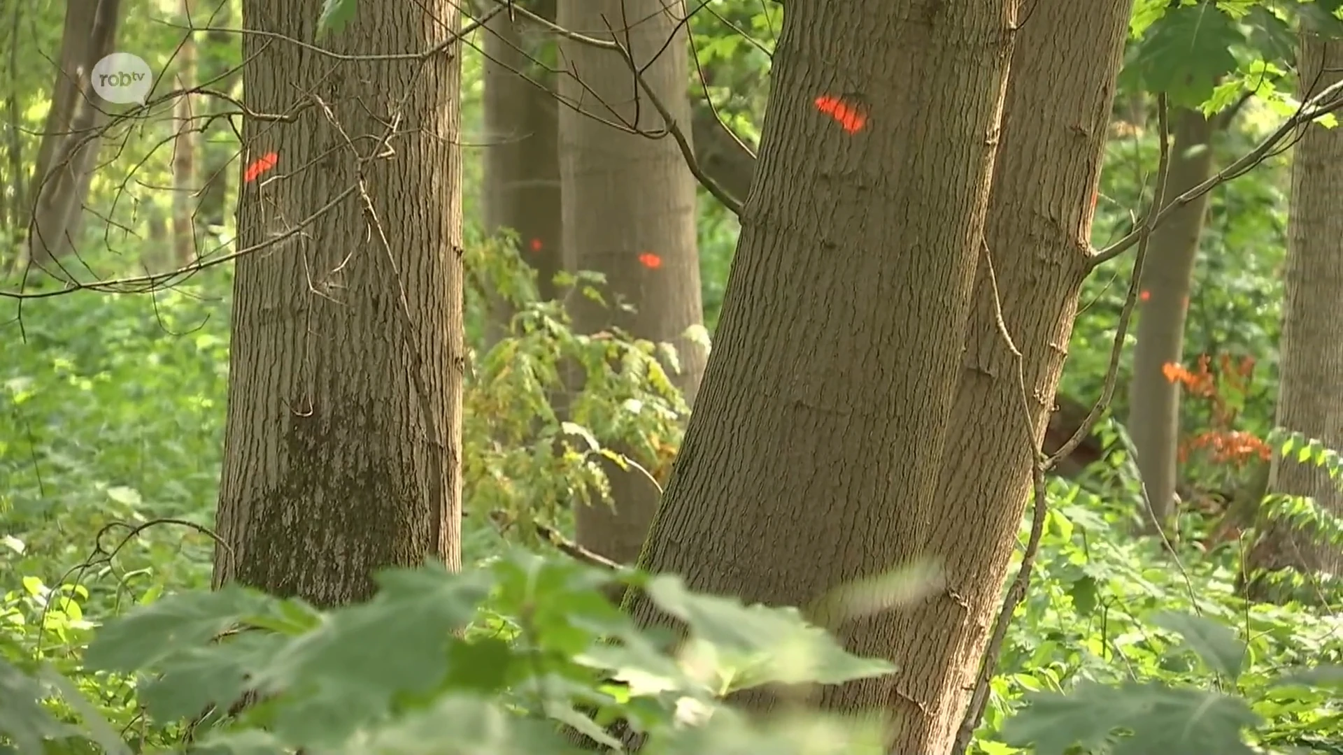 Natuurpunt Haacht gaat 750 Amerikaanse eiken kappen: "Waar de Amerikaanse eik weggaat, planten wij inlandse bomen."