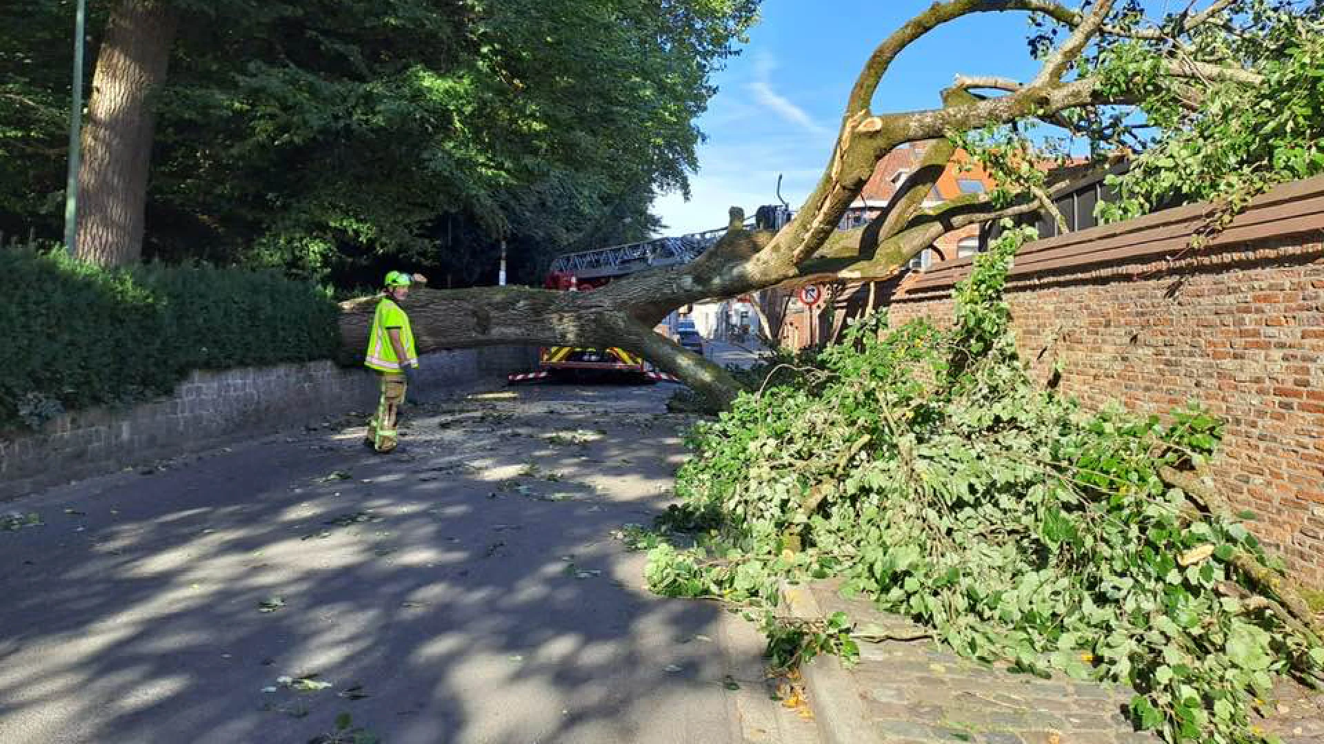 Boom uit Diests Warandepark valt om op straat: "Vermoedelijk door langdurige droogte"