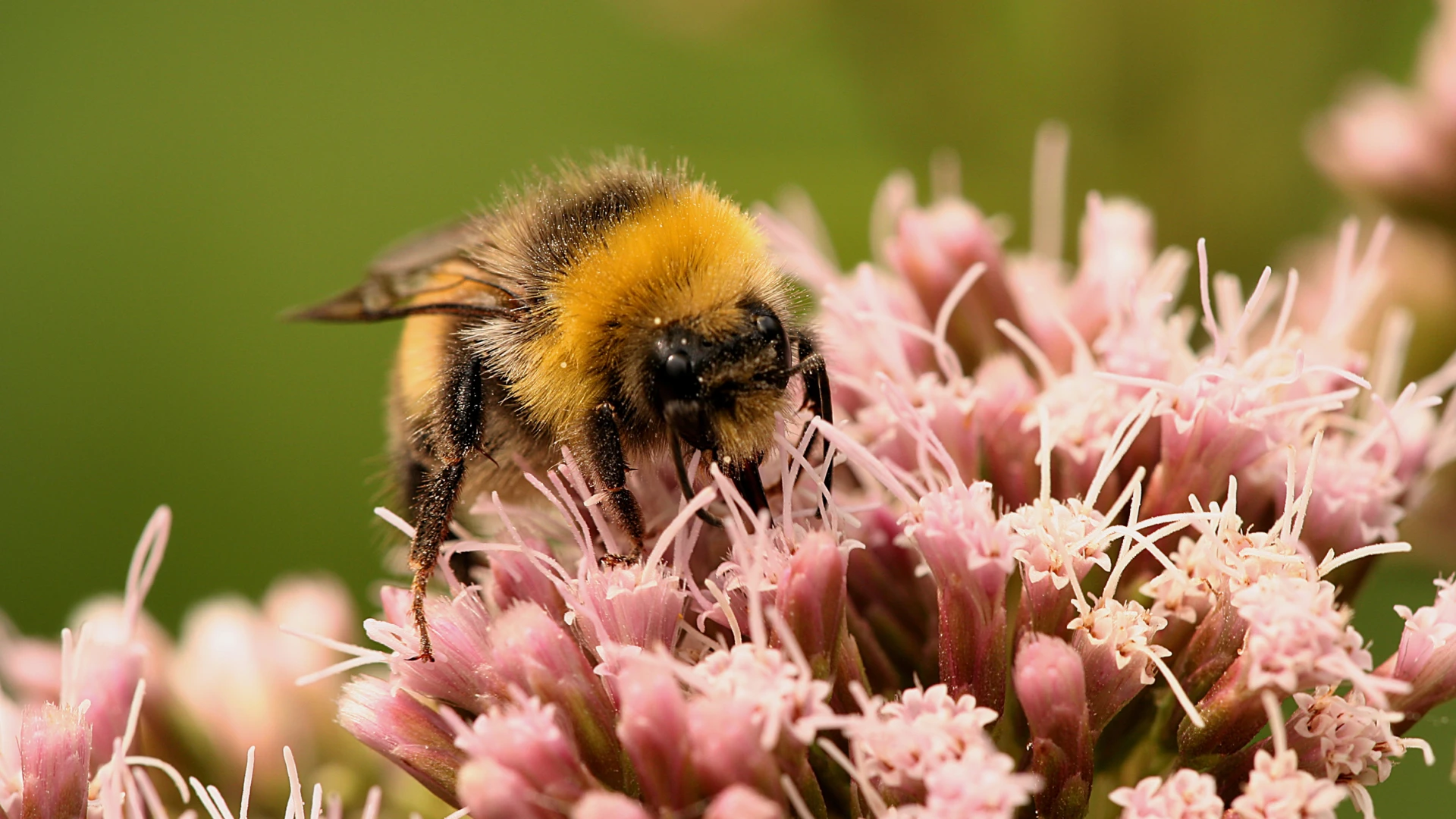 Nu al recordaantal insecten geteld tijdens Insectenzomer van Natuurpunt