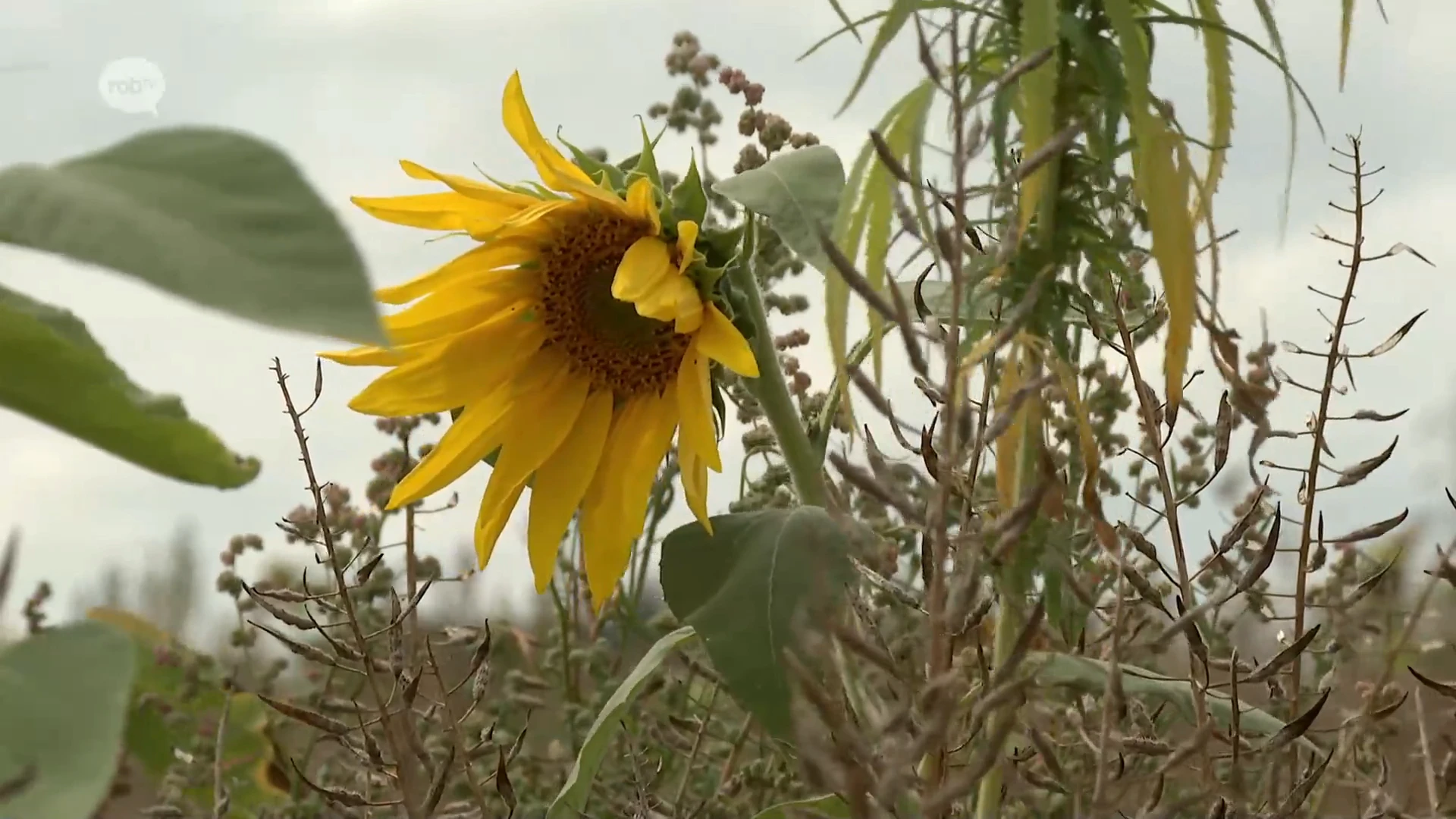 Meer 2000 hectare landbouwgrond in onze provincie bezaaid met faunamengsel: zonnebloemen trekken insecten aan en verhogen biodiversiteit