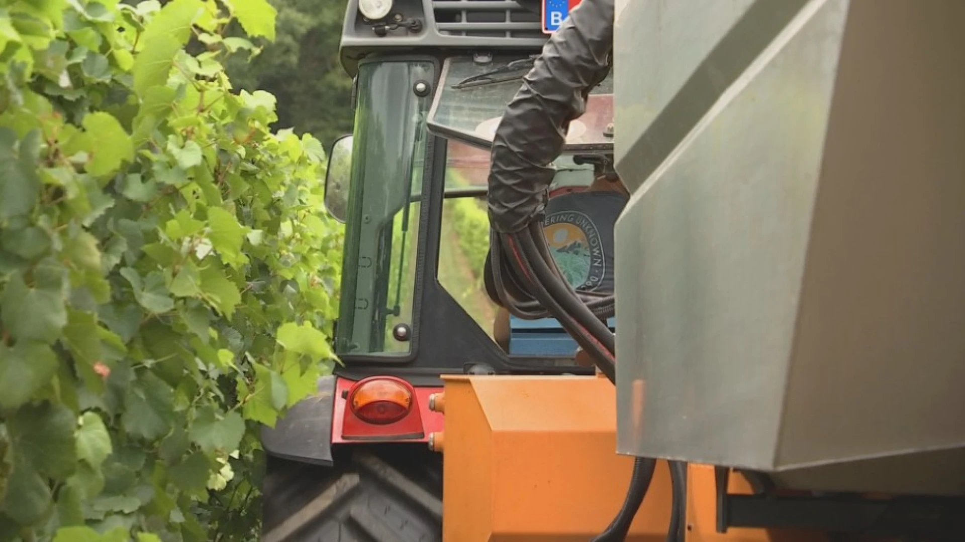 Wijnbouwers in onze regio beginnen met druivenpluk: "Experimenteren hier met druiven uit het Zuiden"