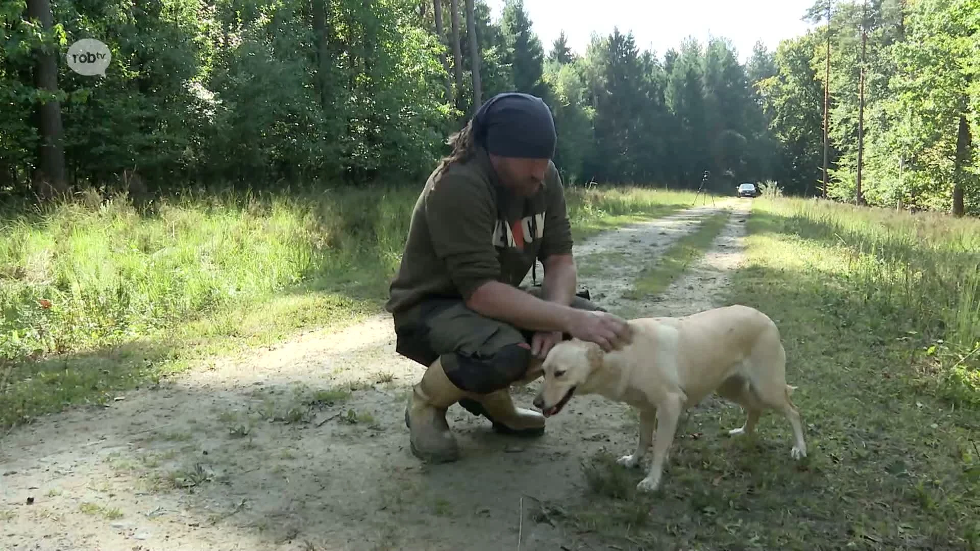 220 schapen grazen in Meerdaalwoud in Oud-Heverlee en Bierbeek: "Ze kunnen overal tussen"