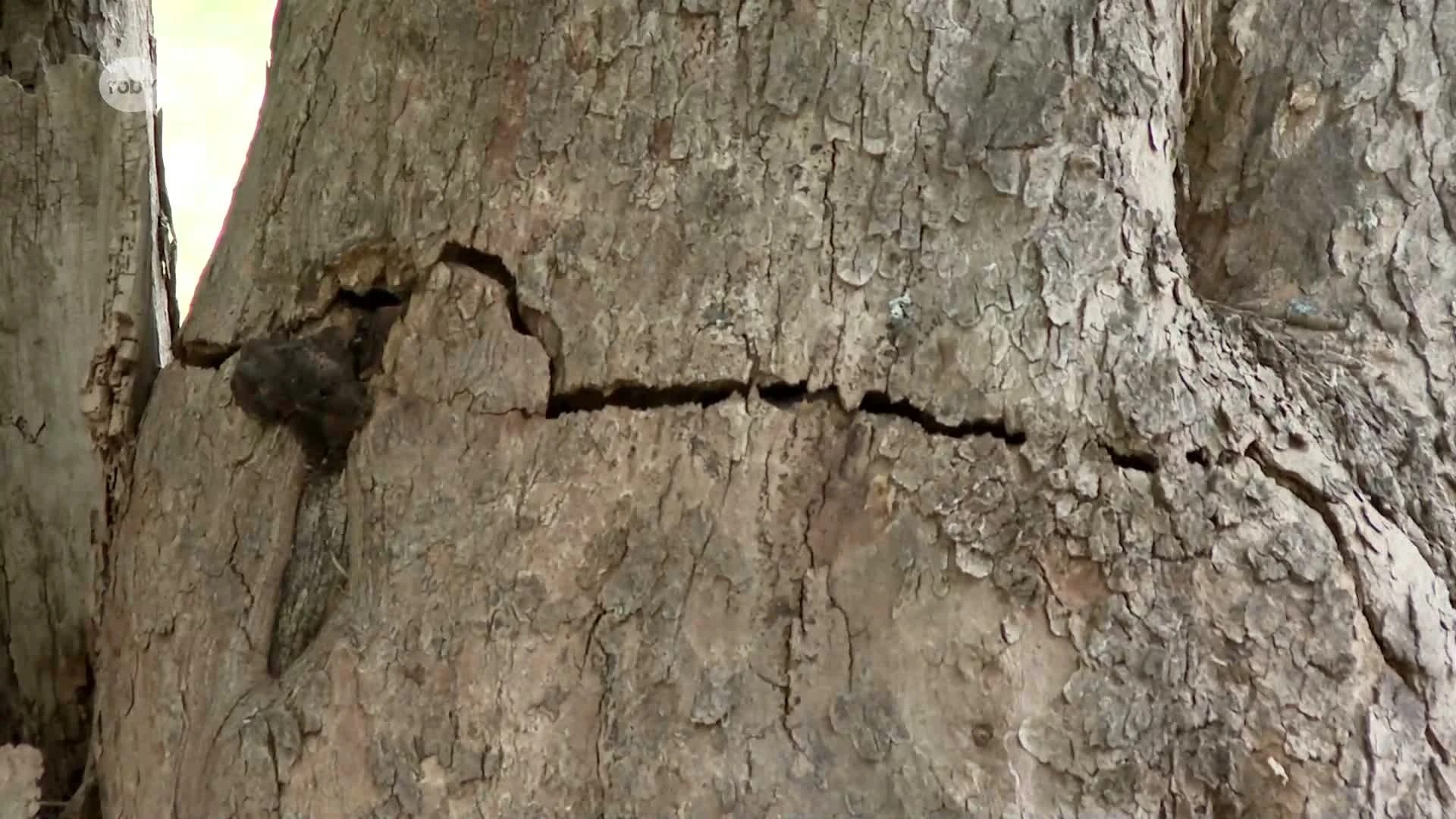 Wildemanspark in Herent afgesloten nadat grote boom openscheurt door rukwinden