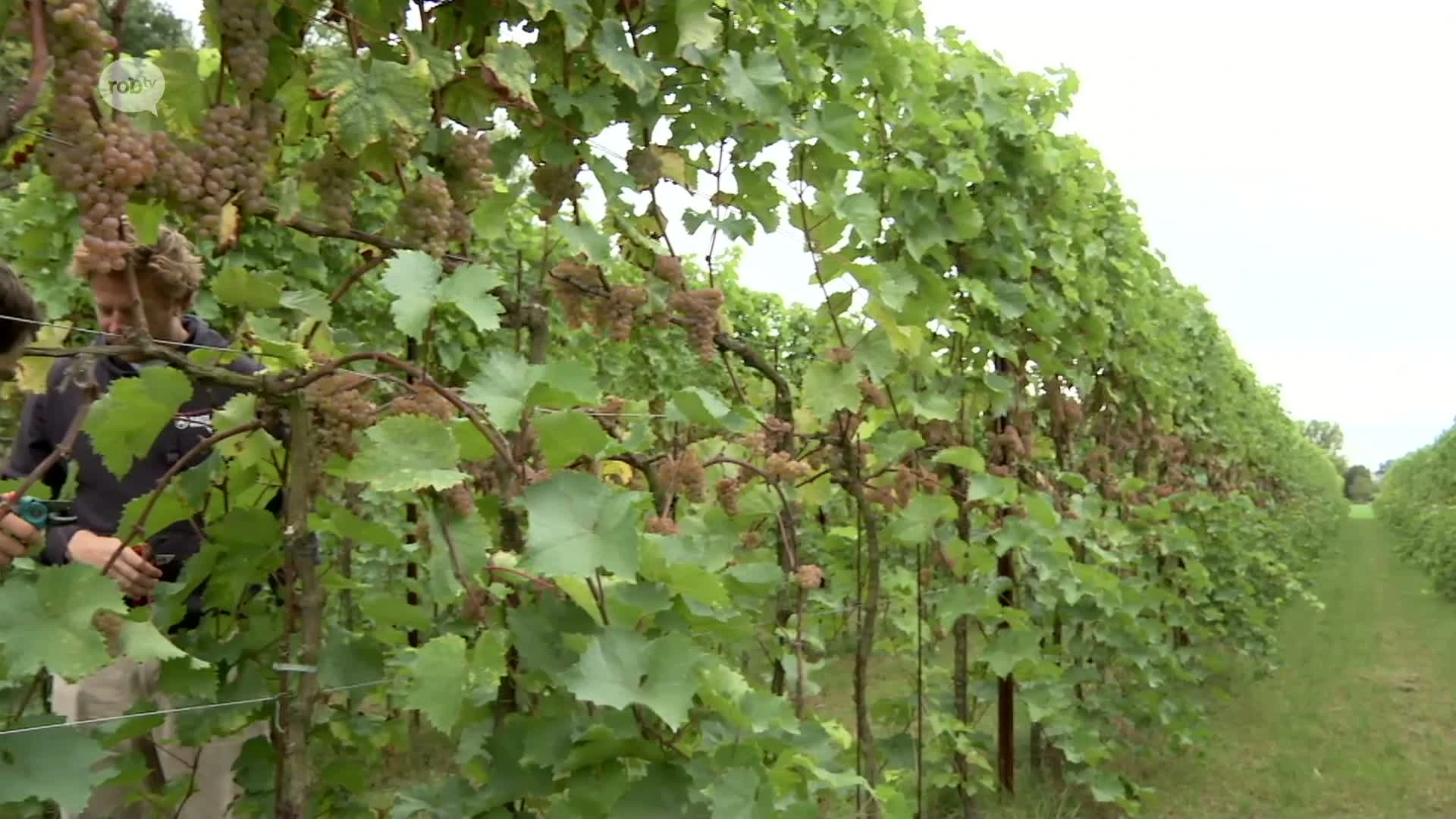 Hoofdafbeelding voor artikel Wijnboeren Jerom en Simon…