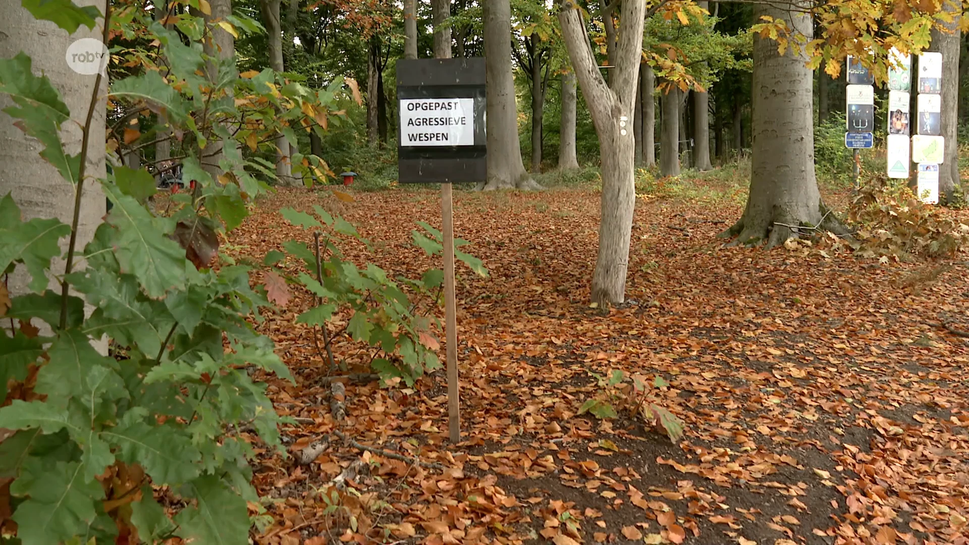Hoofdafbeelding voor artikel Lubbeek waarschuwt voor wespen…