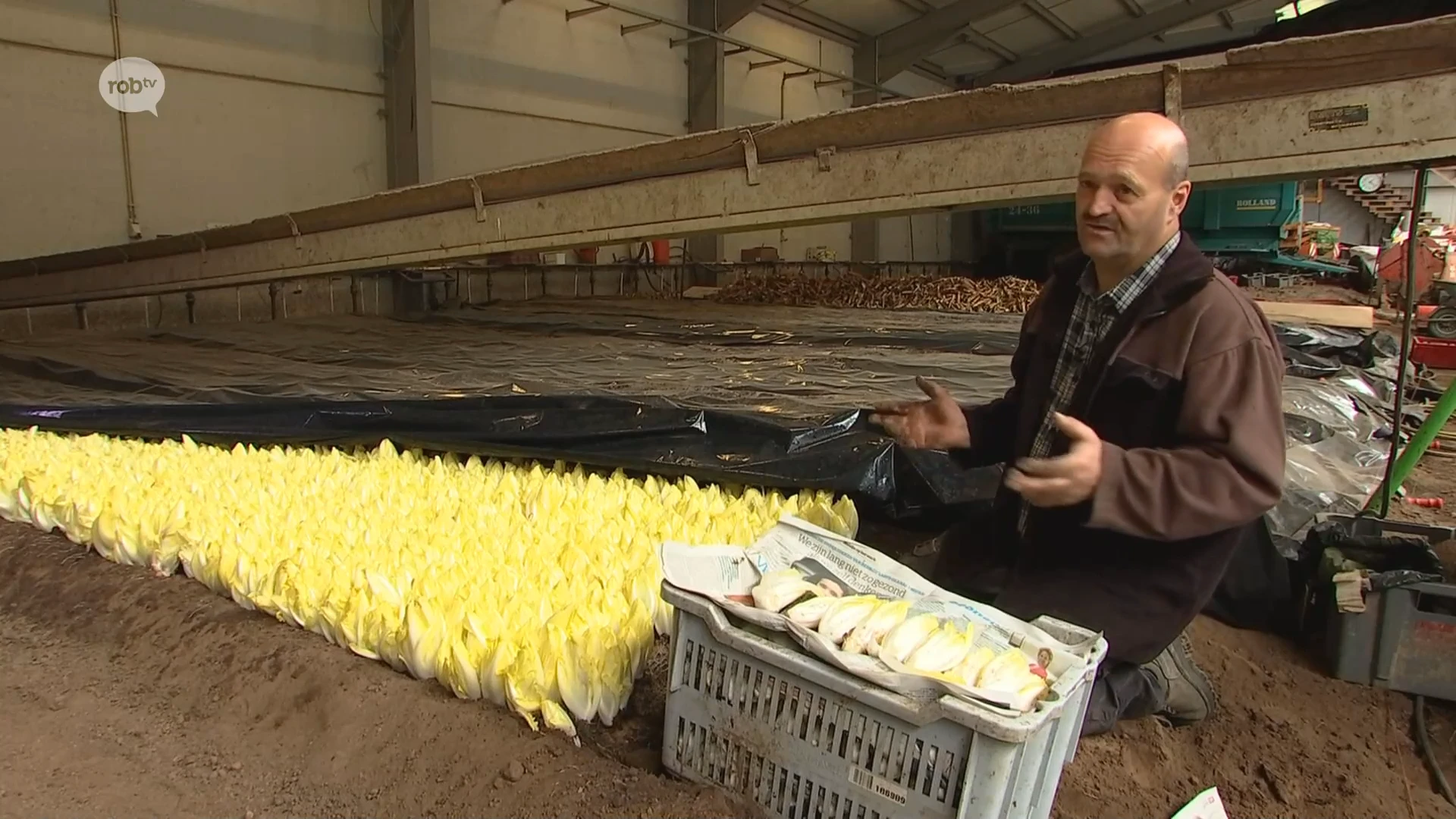 Hoofdafbeelding voor artikel Oogst van grondwitloof gaat…