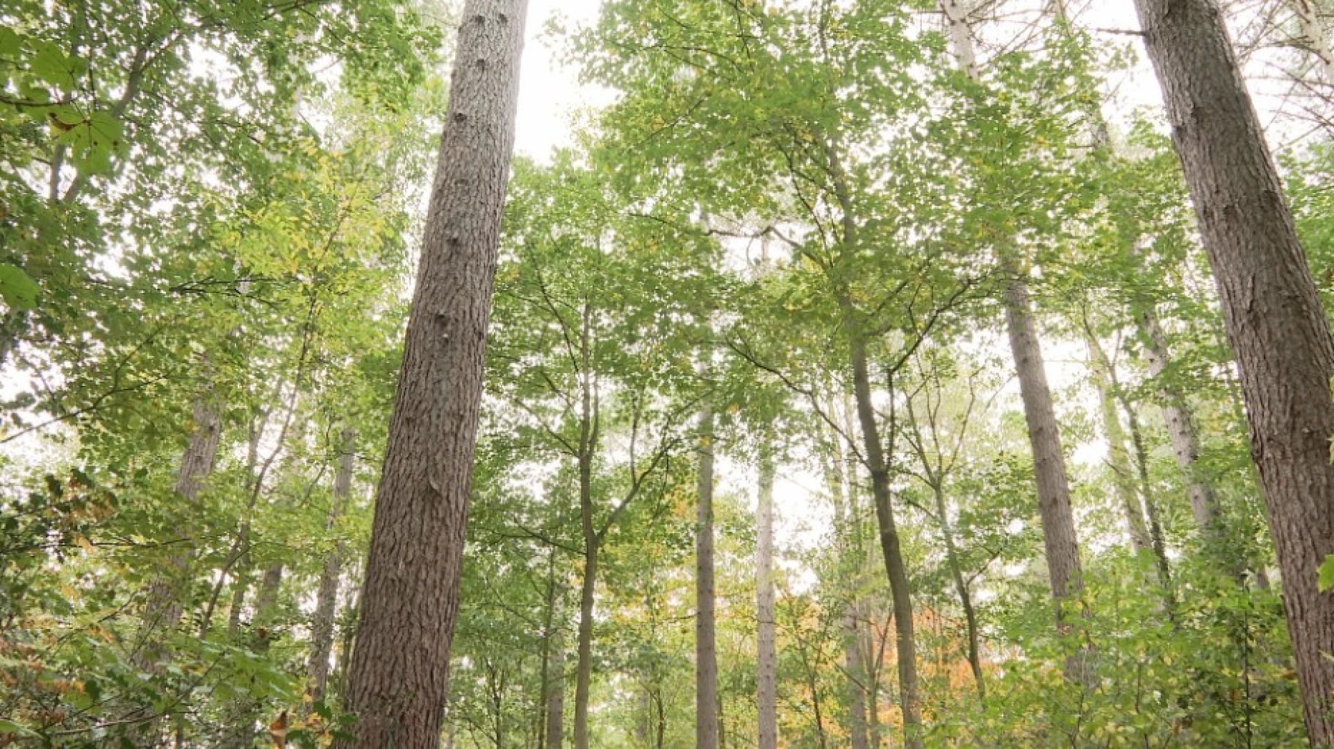 Hoofdafbeelding voor artikel Nationaal Park Brabantse Wouden…