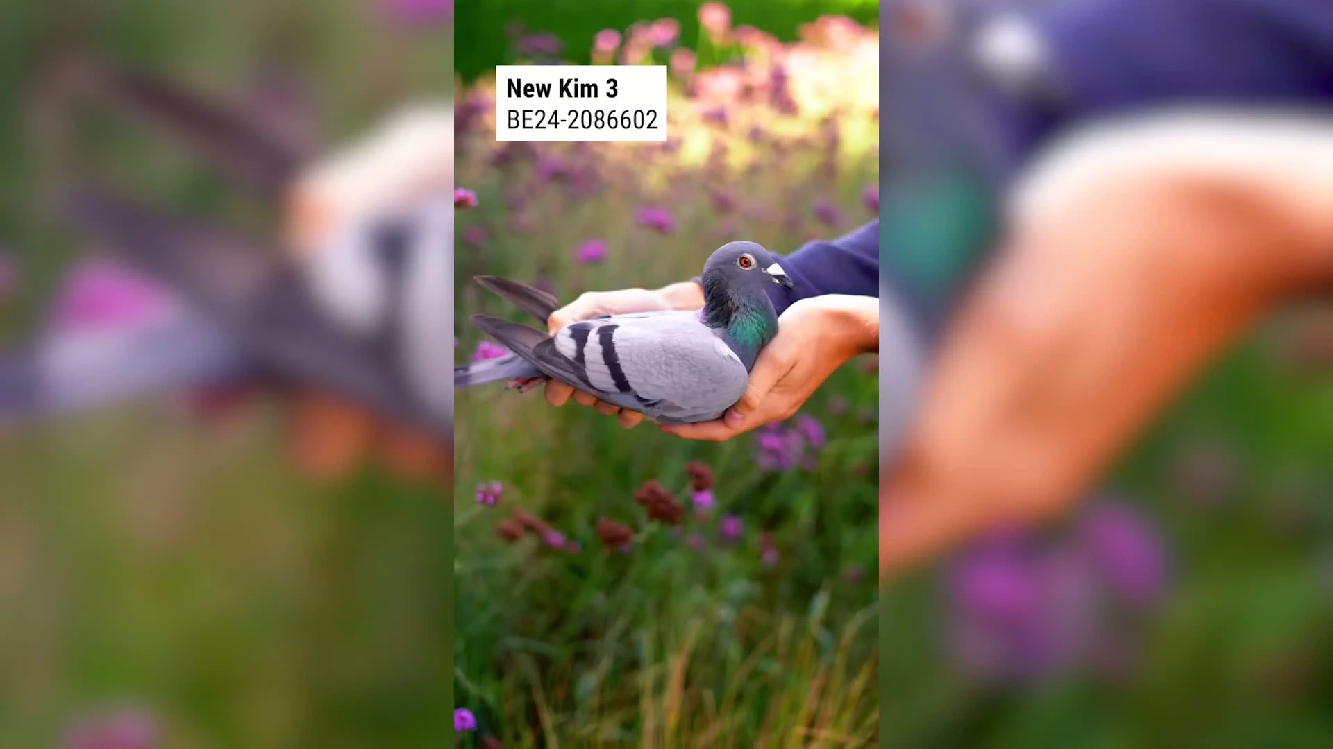 Hoofdafbeelding voor artikel Topduif uit Diest verkocht…