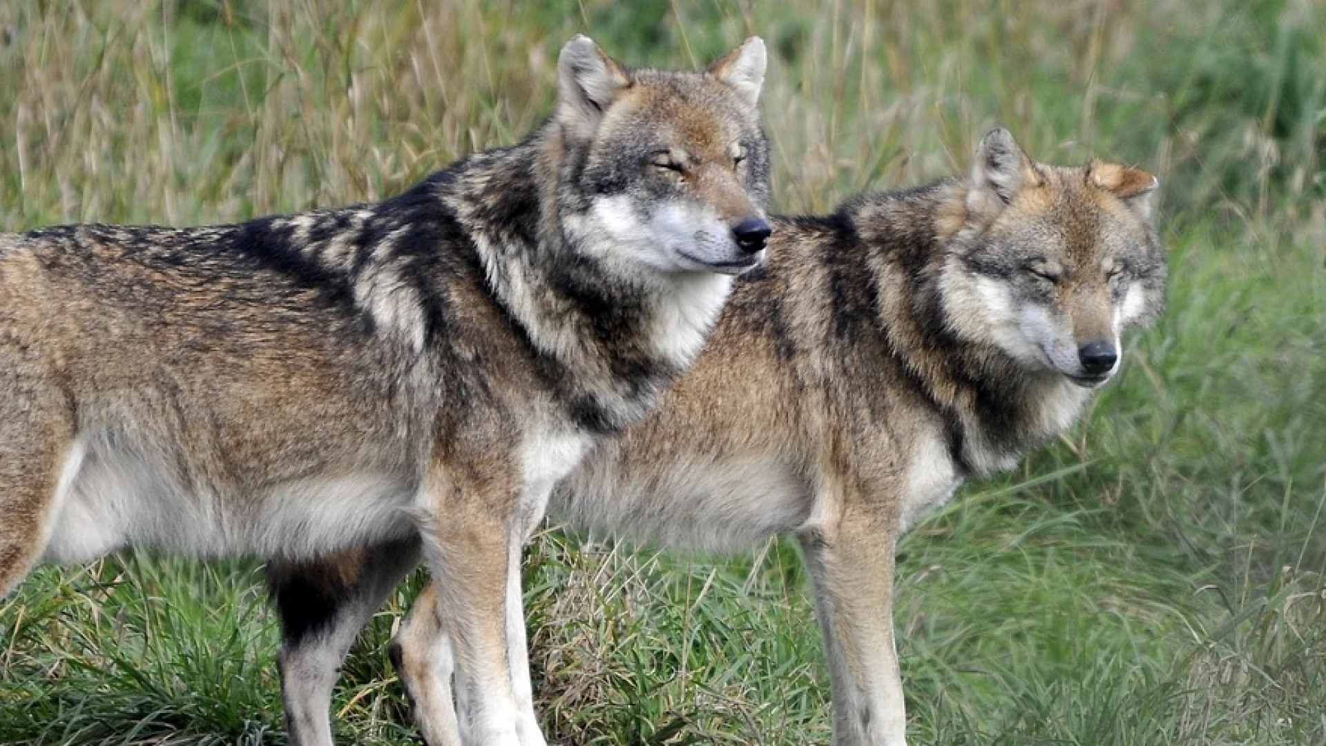 Hoofdafbeelding voor artikel Wolven maken in 2025 geen…