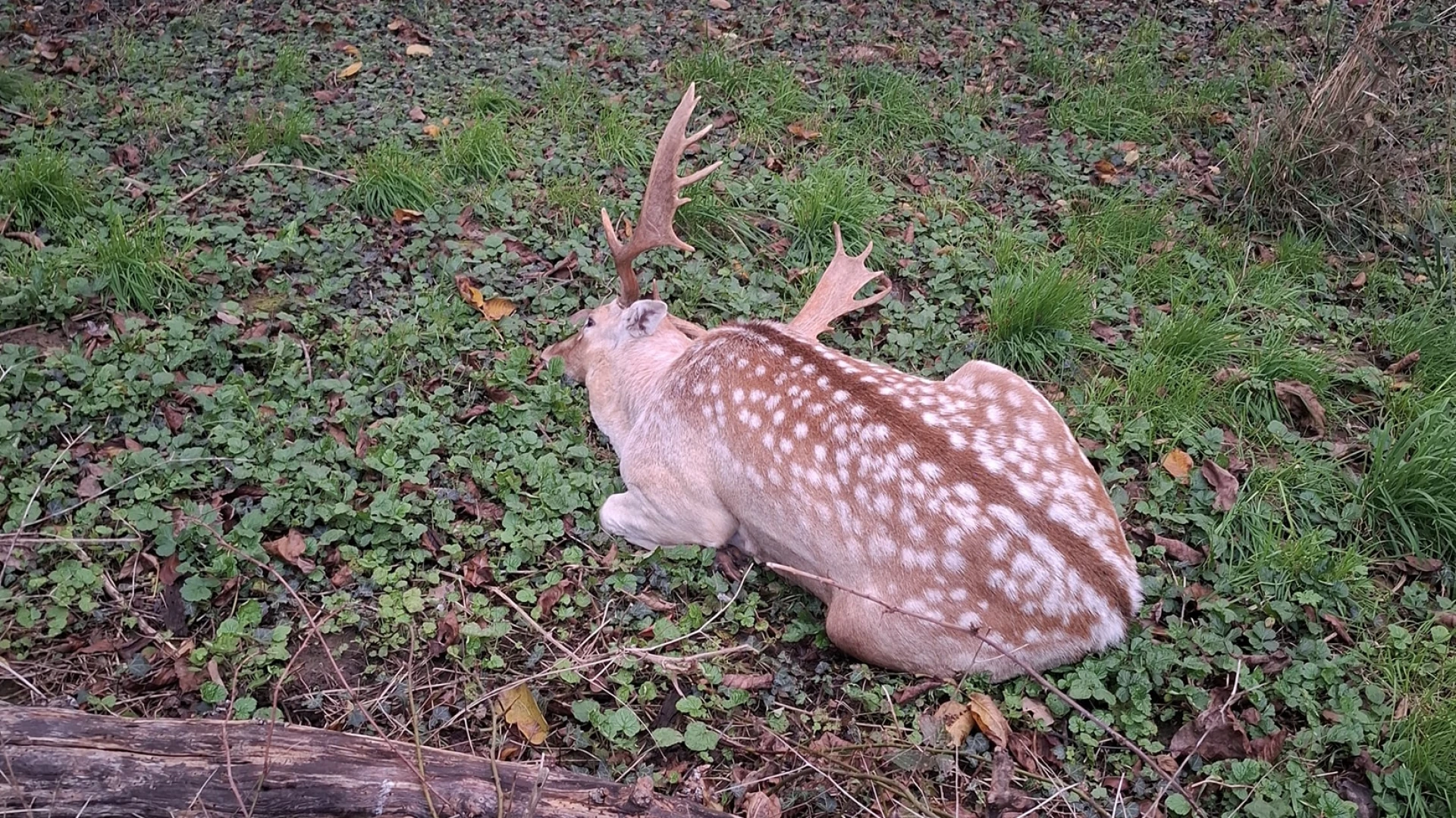 Hoofdafbeelding voor artikel Politie en Animal Rescue Service…