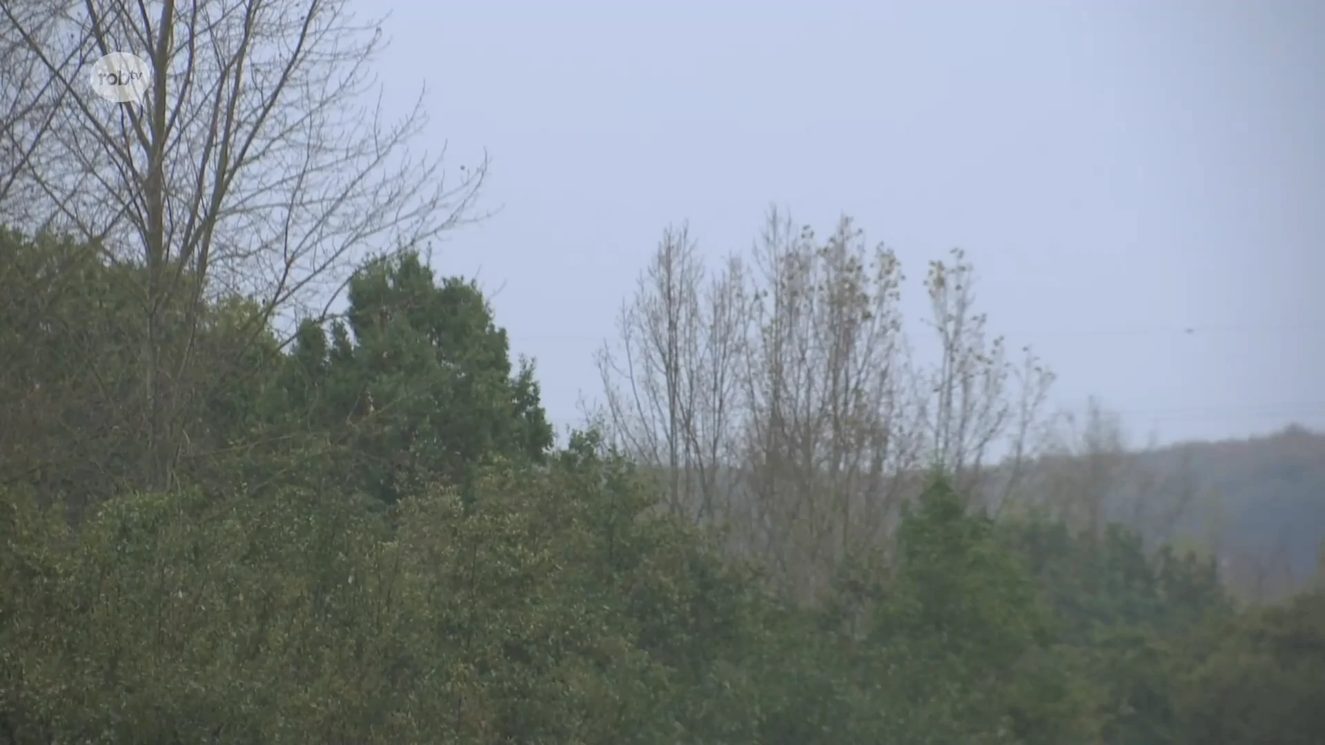 Hoofdafbeelding voor artikel Houthakkers vandaag actief…