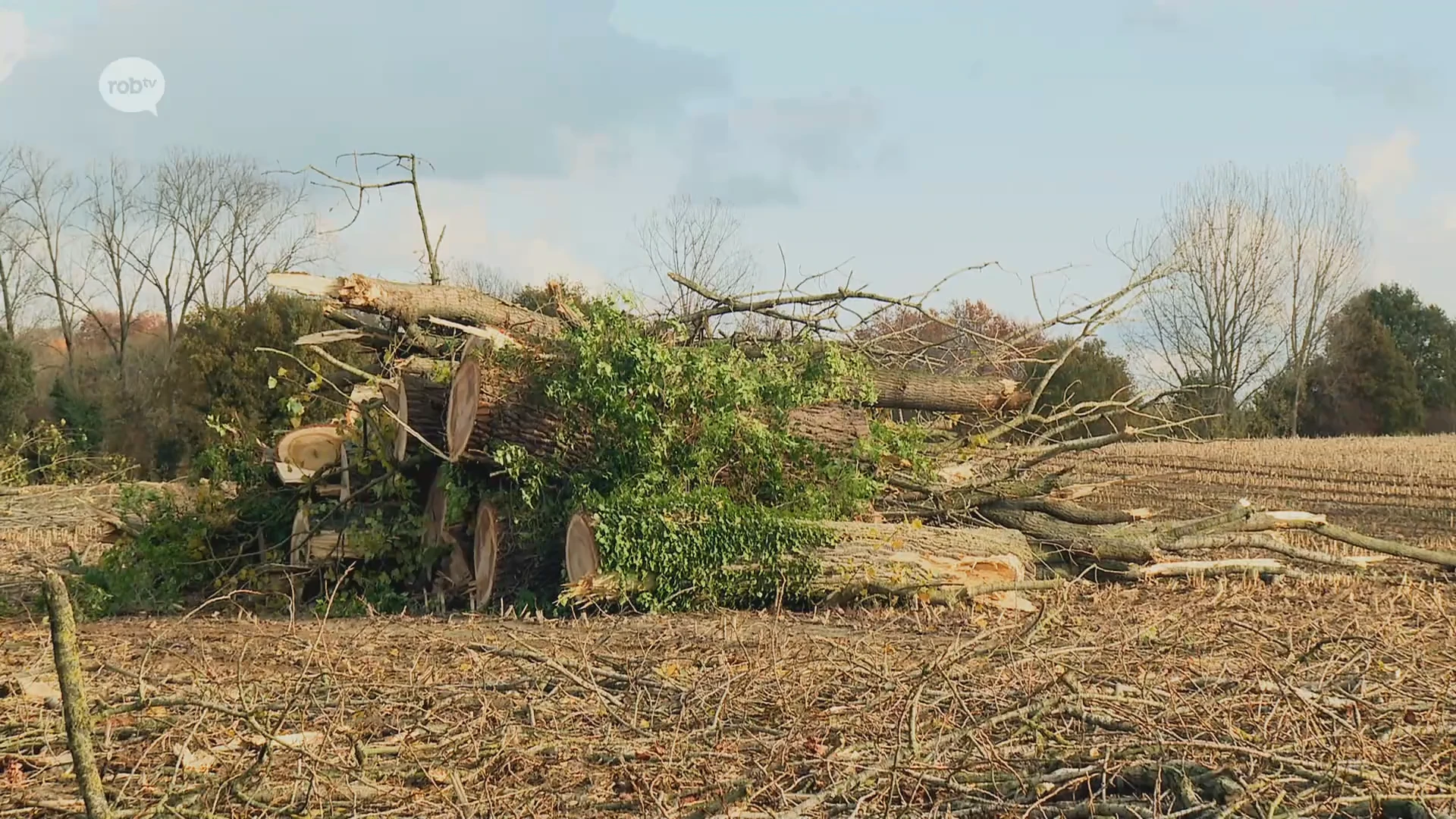 Hoofdafbeelding voor artikel Tientallen populieren verwijderd…