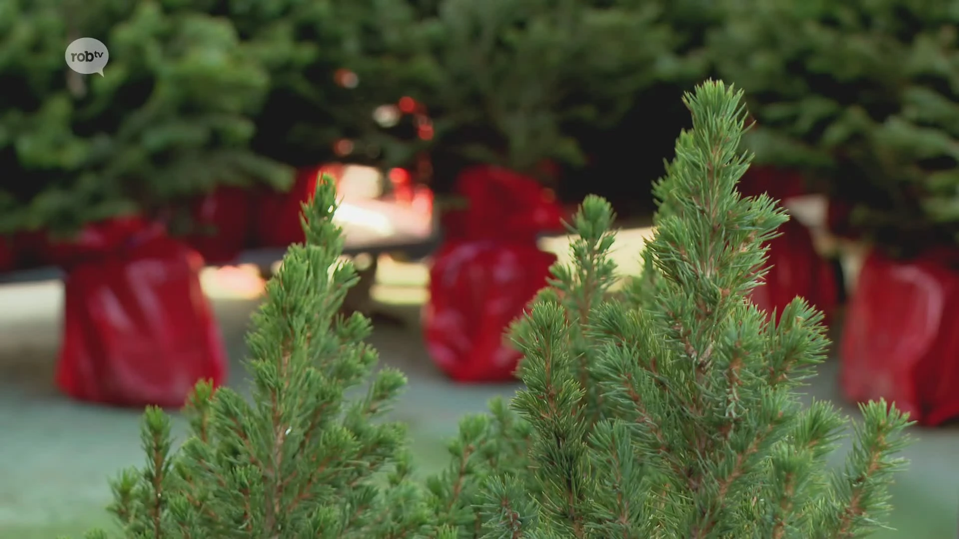 Hoofdafbeelding voor artikel Eerste kerstbomen gaan de…