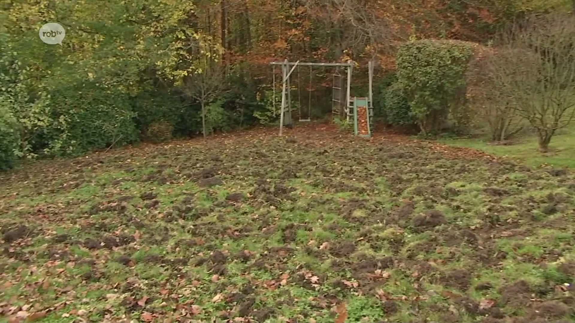 Hoofdafbeelding voor artikel Everzwijnen vernielen voor…