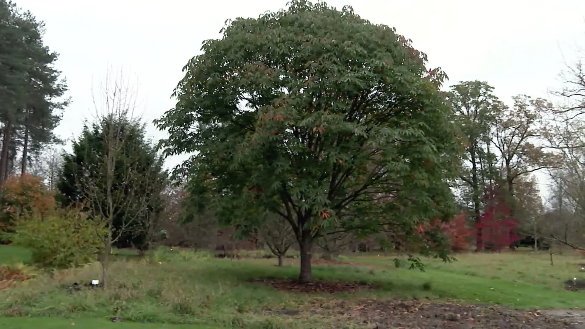 Hoofdafbeelding voor artikel Eik in Arboretum in Wespelaar…