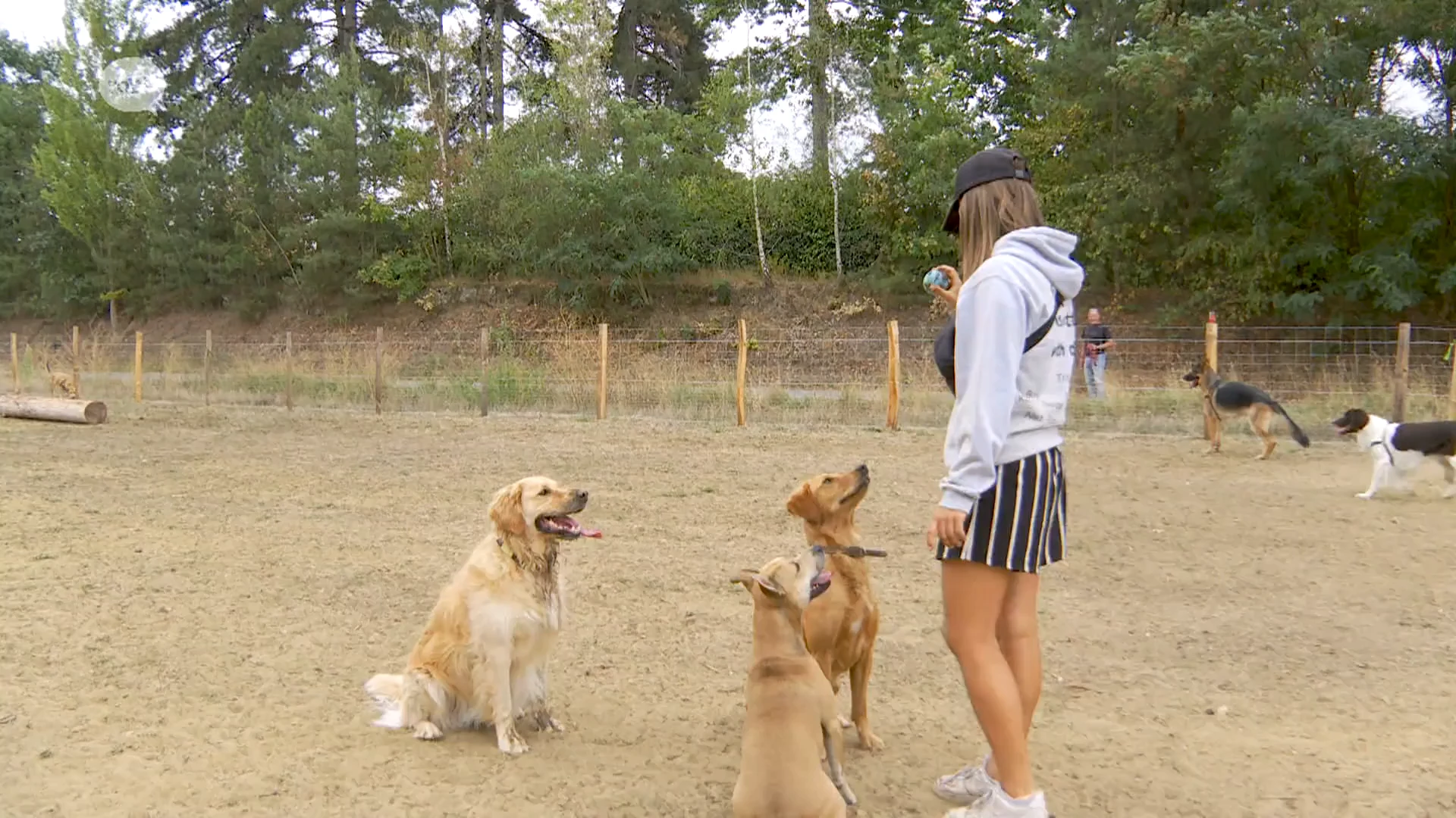 Hoofdafbeelding voor artikel Hondenlosloopweide op Philipssite…