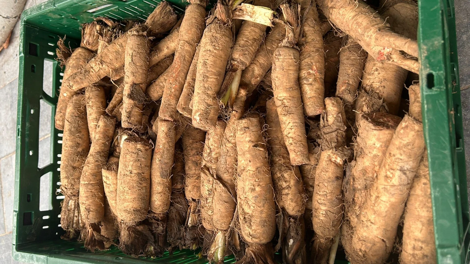 Hoofdafbeelding voor artikel Jaarlijkse witloofboxcampagne…