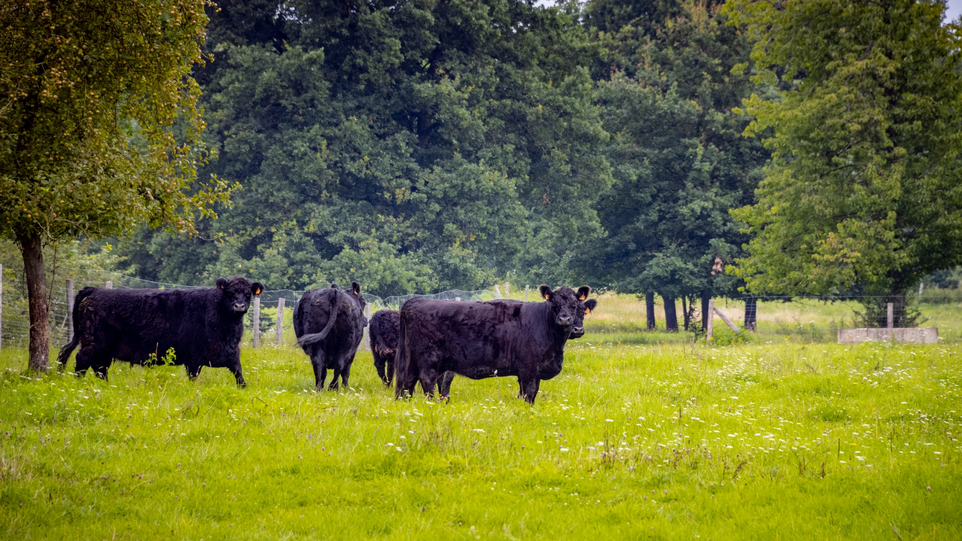 Hoofdafbeelding voor artikel Gallowayrunderen verlaten…