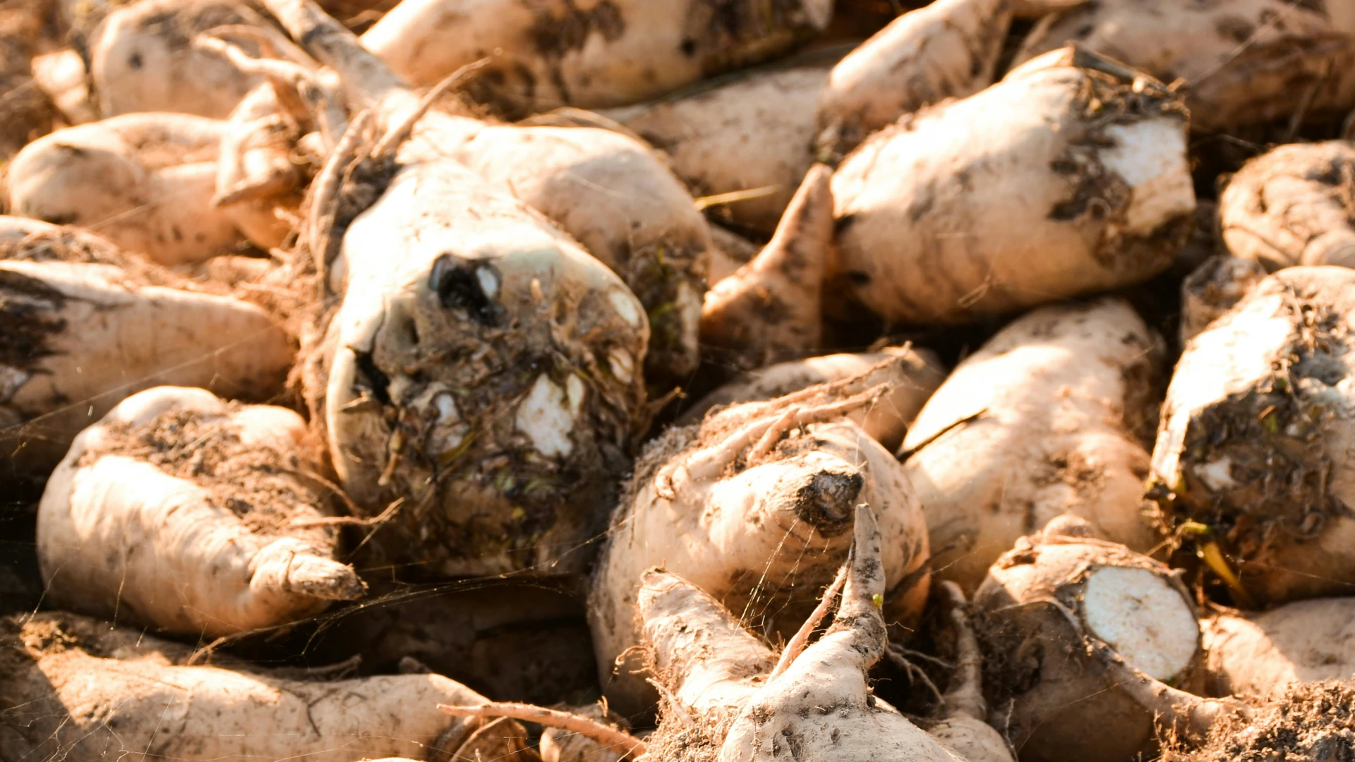 Hoofdafbeelding voor artikel Drinkwater uit suikerbieten:…