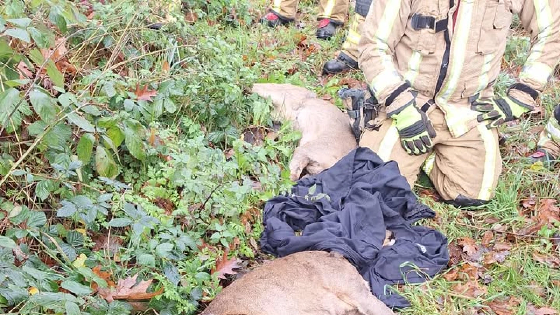 Hoofdafbeelding voor artikel Brandweer redt twee reeën…