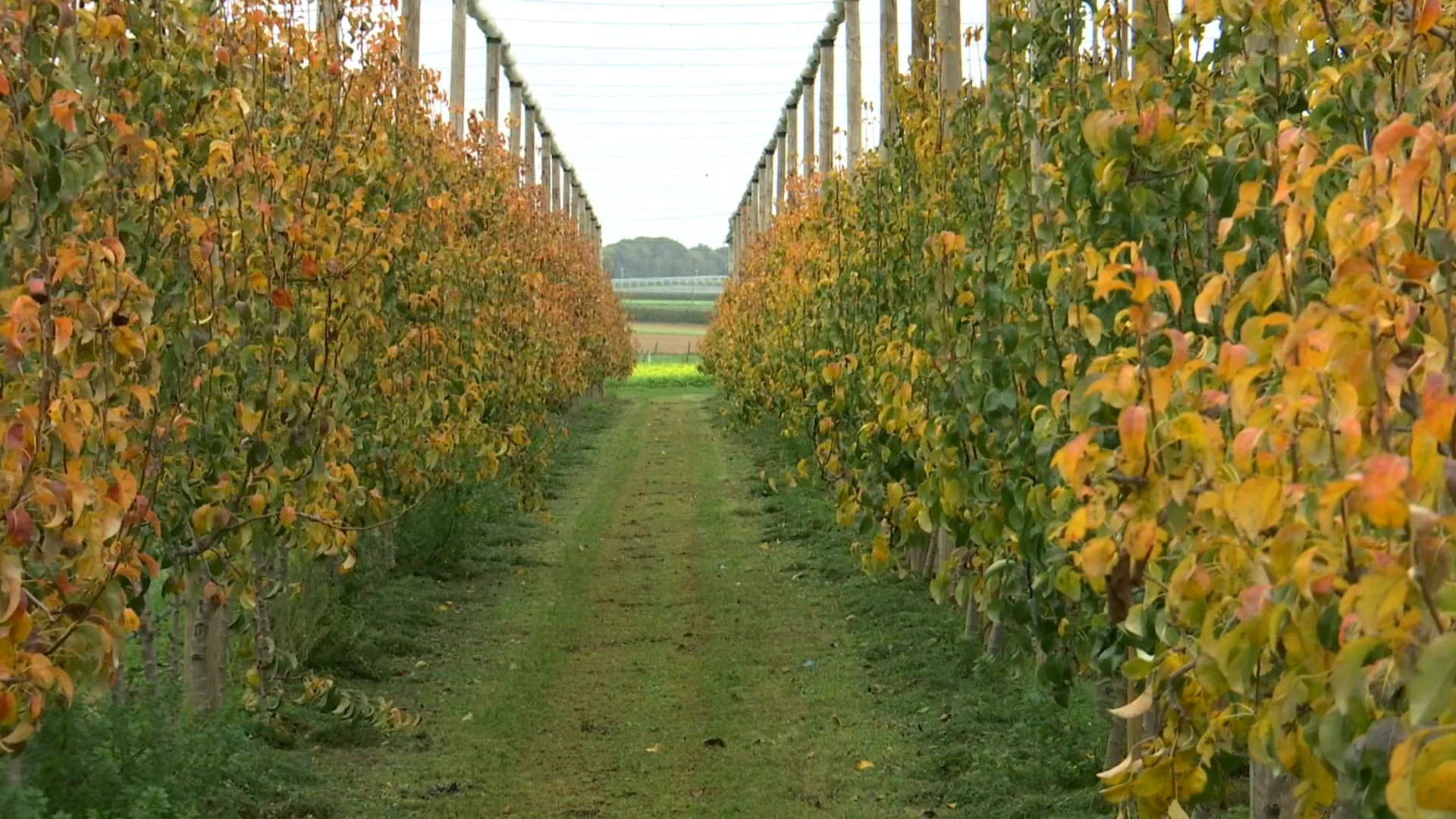 Hoofdafbeelding voor artikel Fruitbedrijf Van der Velpen…