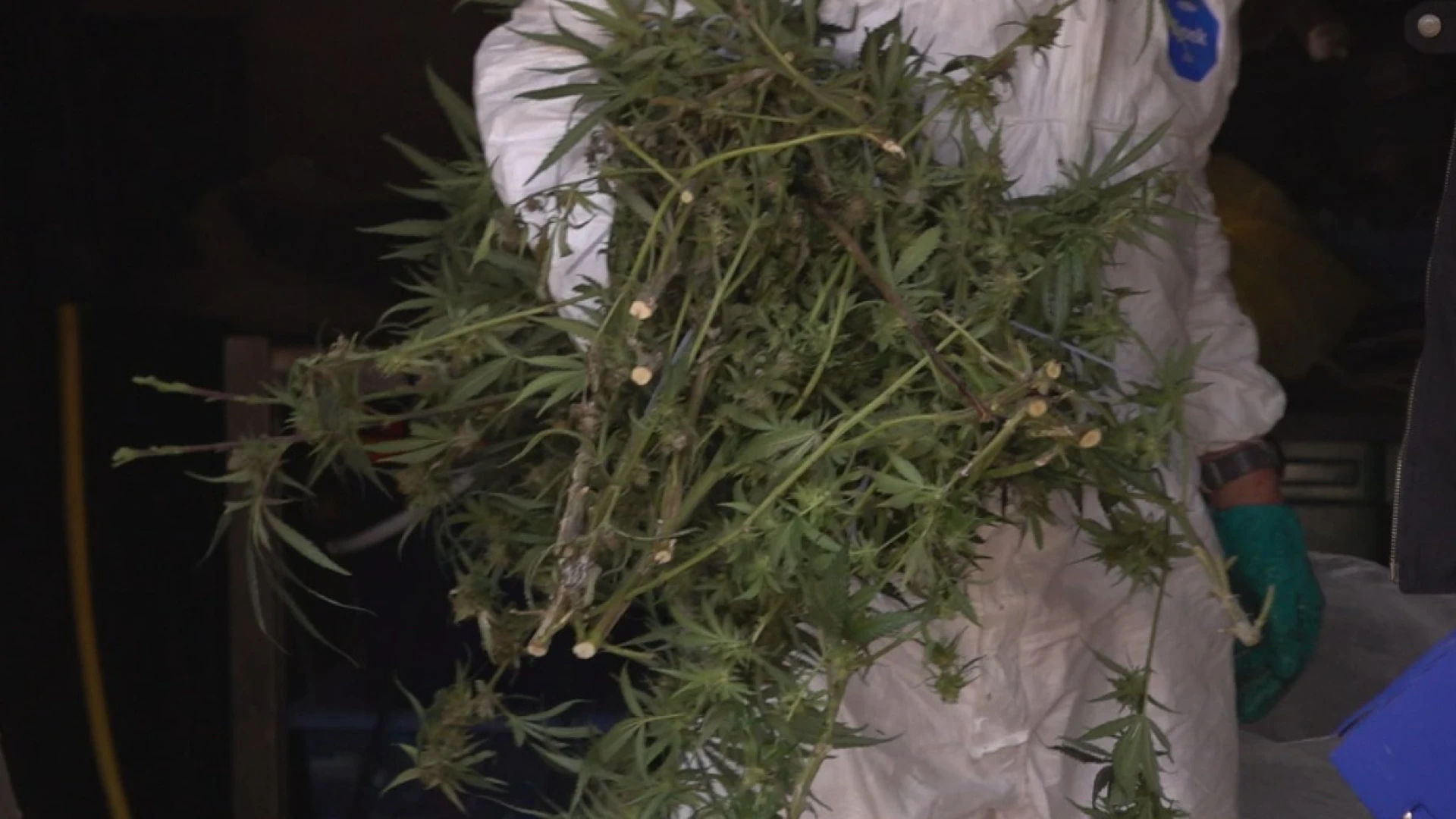 Hoofdafbeelding voor artikel Politie ontdekt cannabisplantage…