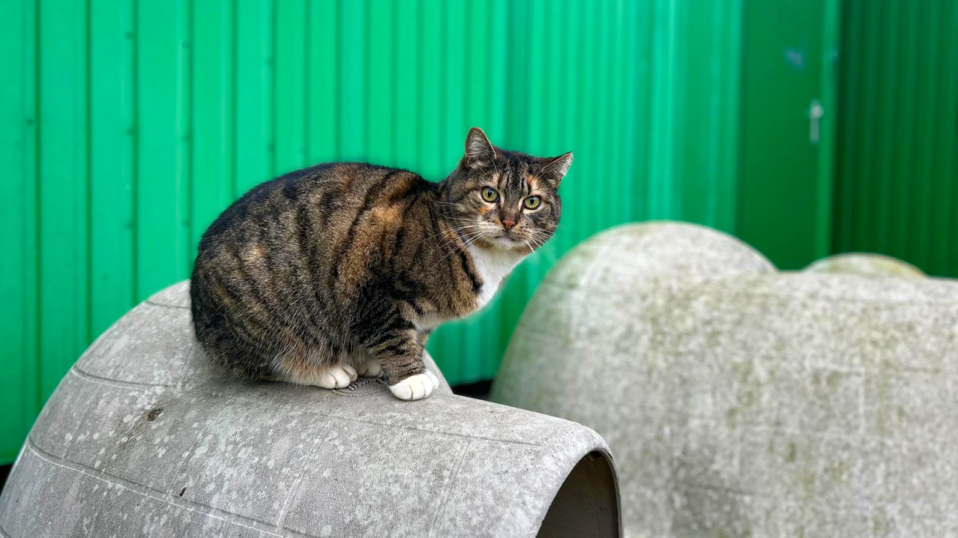 Hoofdafbeelding voor artikel Dierenasiel in Tienen vraagt…